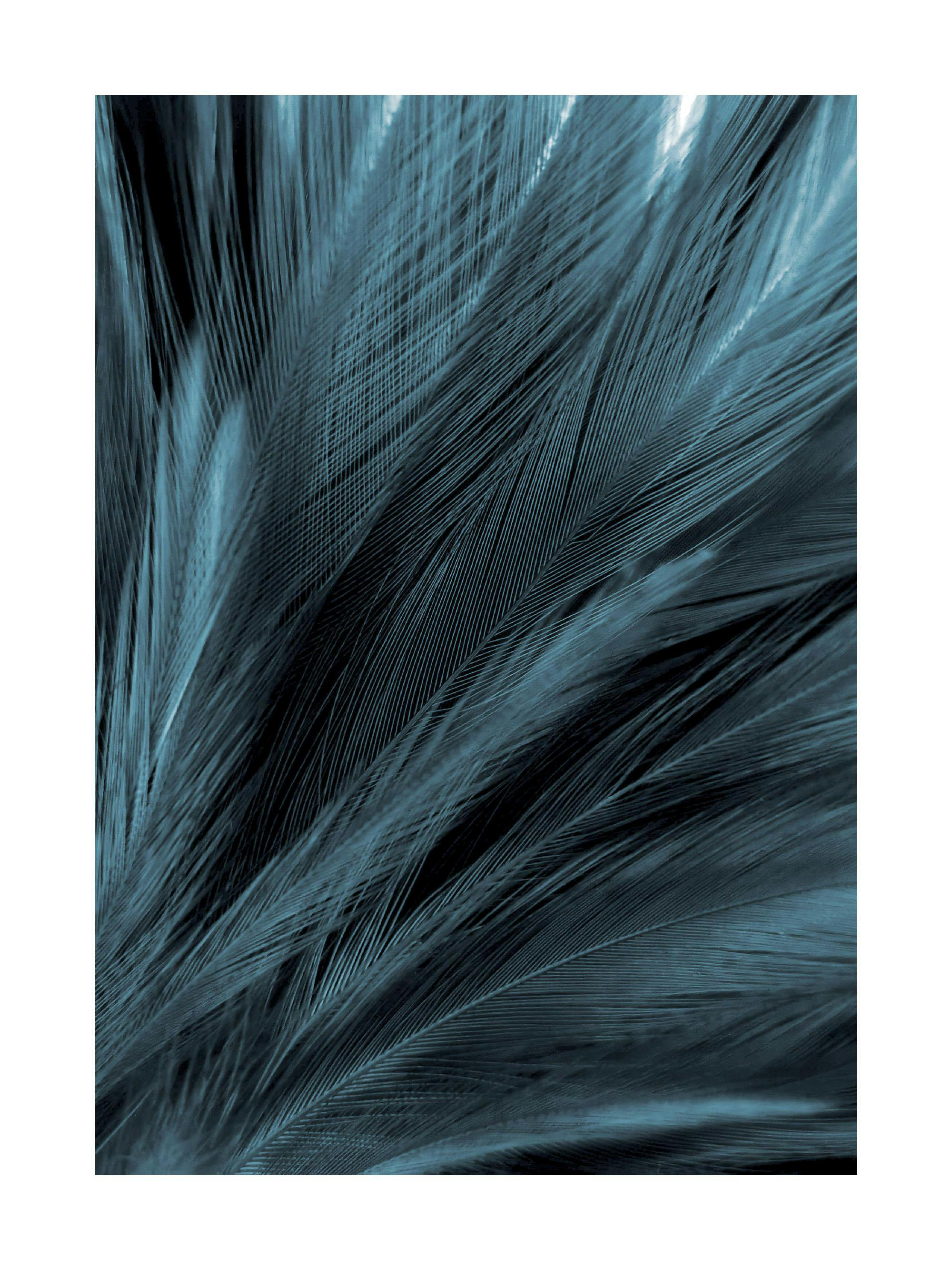 Póster de textura de plumas en tonos azul verdoso oscuro y negro, con detalles de filamentos.