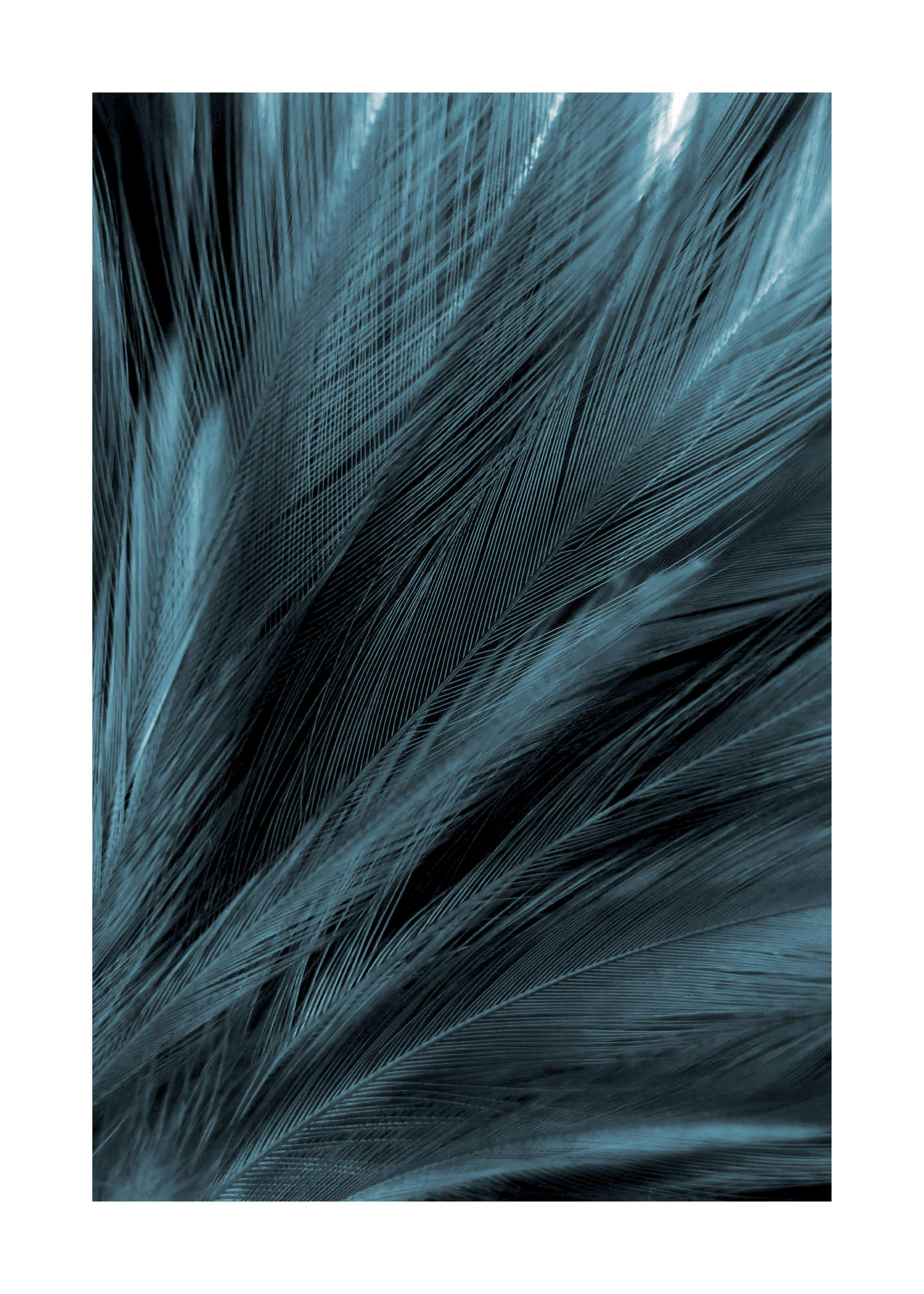 Ein Poster mit einer Nahaufnahme von blauen, detaillierten Federn, die sich überlappen.