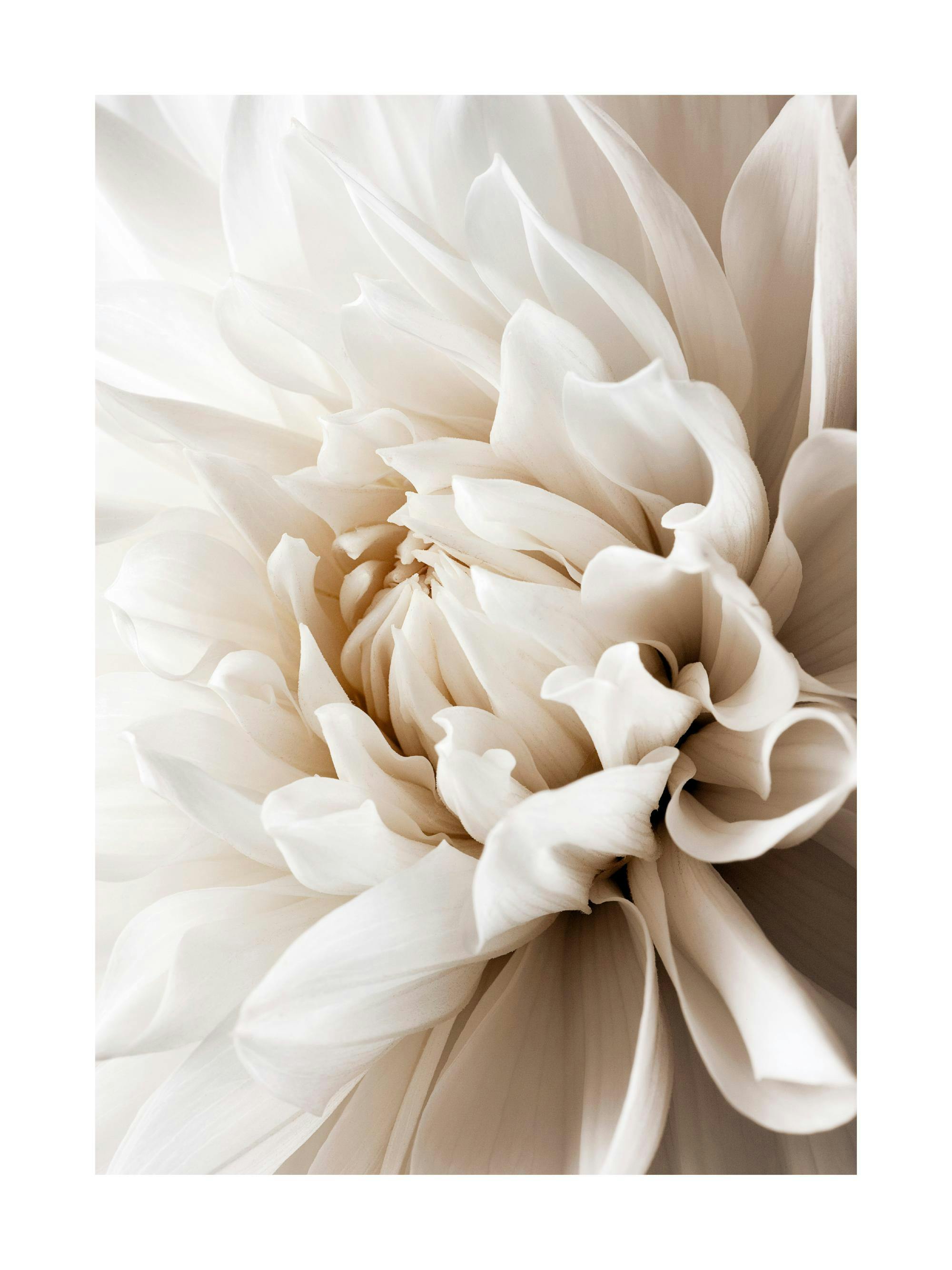 Poster avec une composition florale en gros plan dun dahlia blanc crème aux pétales doux et superposés.