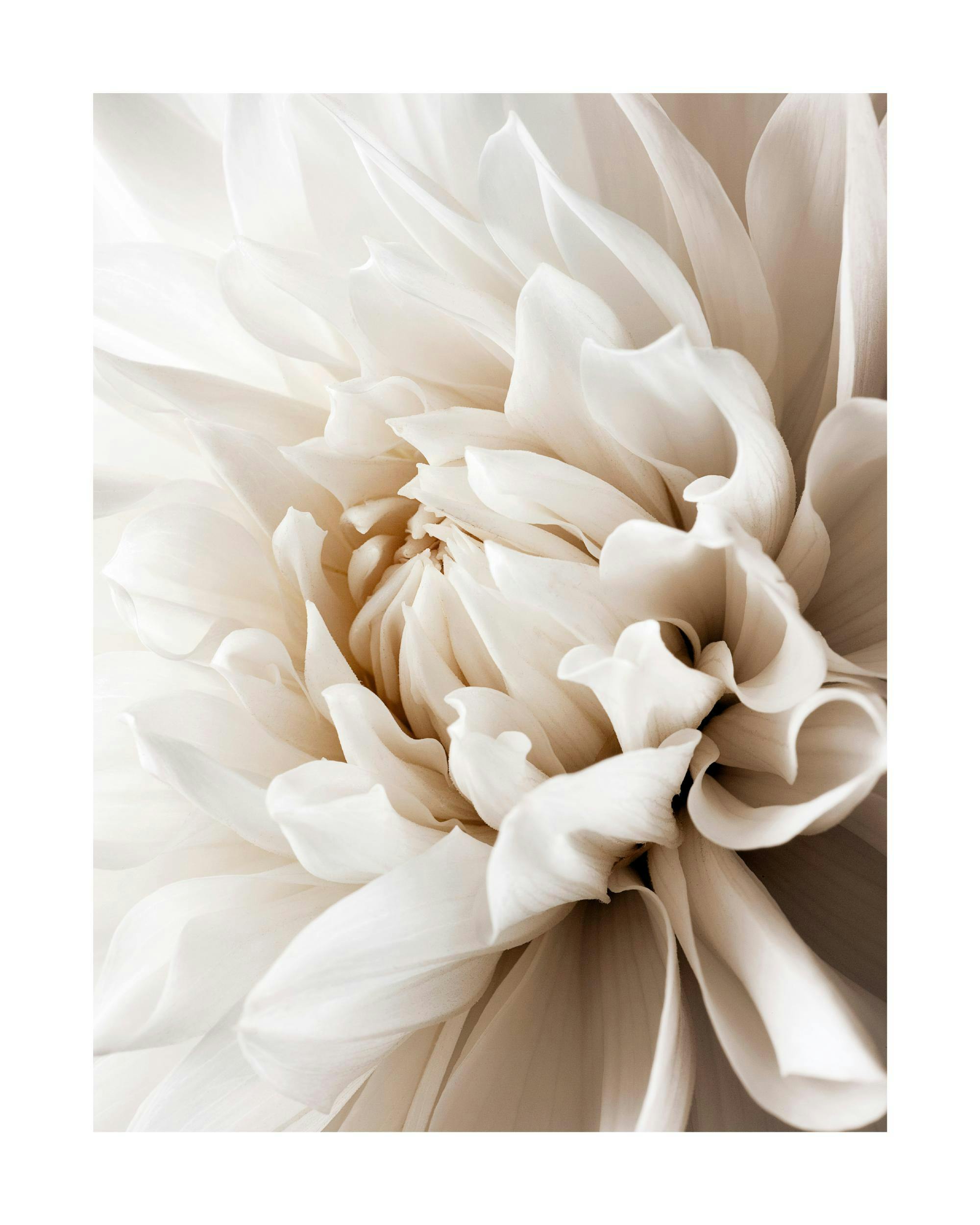 A poster featuring a close-up of a white dahlia flower with soft, delicate petals and a warm, inviting glow.