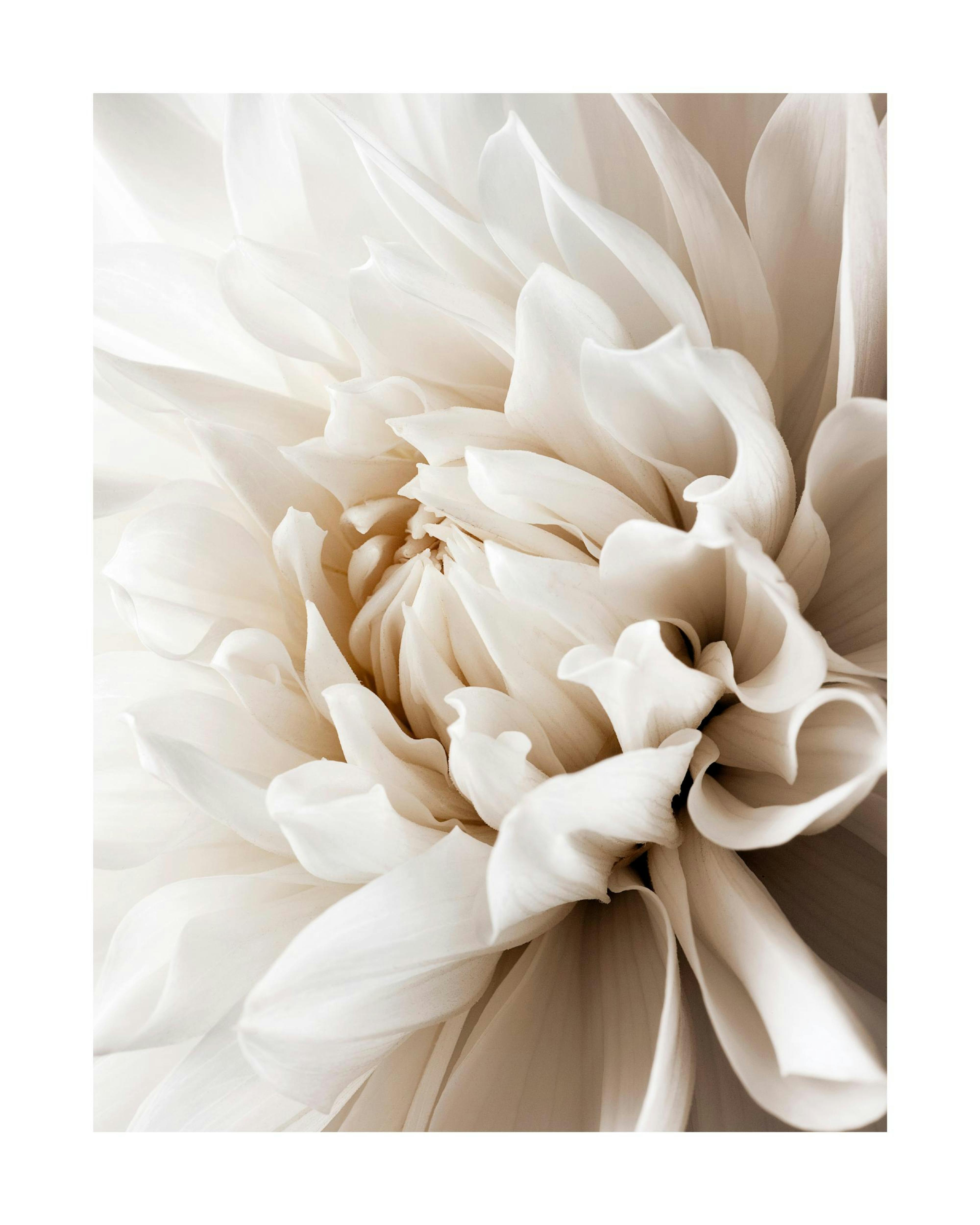 White Dahlia Poster 0
