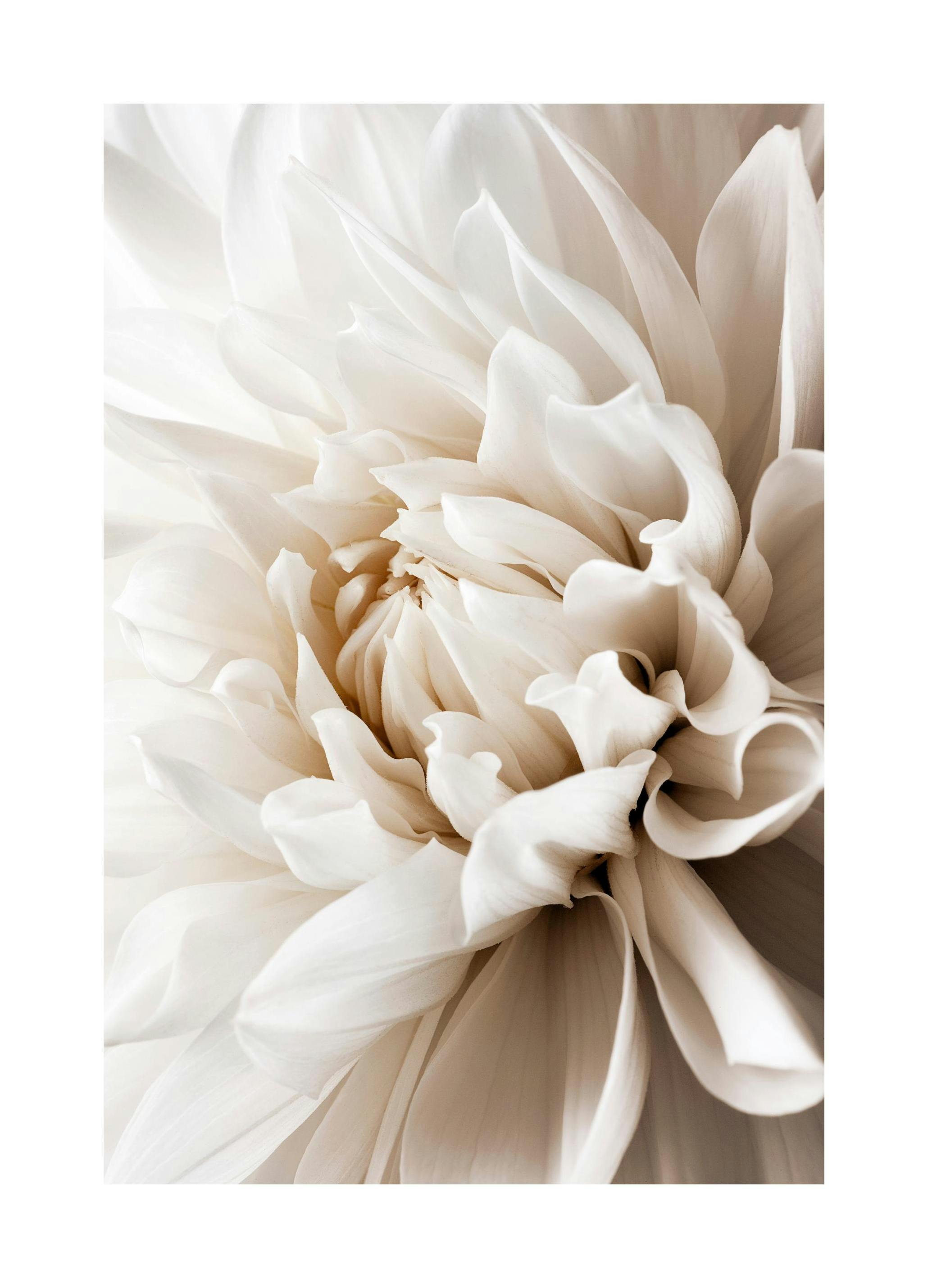 Vit Dahlia Poster (50x70 cm) - Poster Store