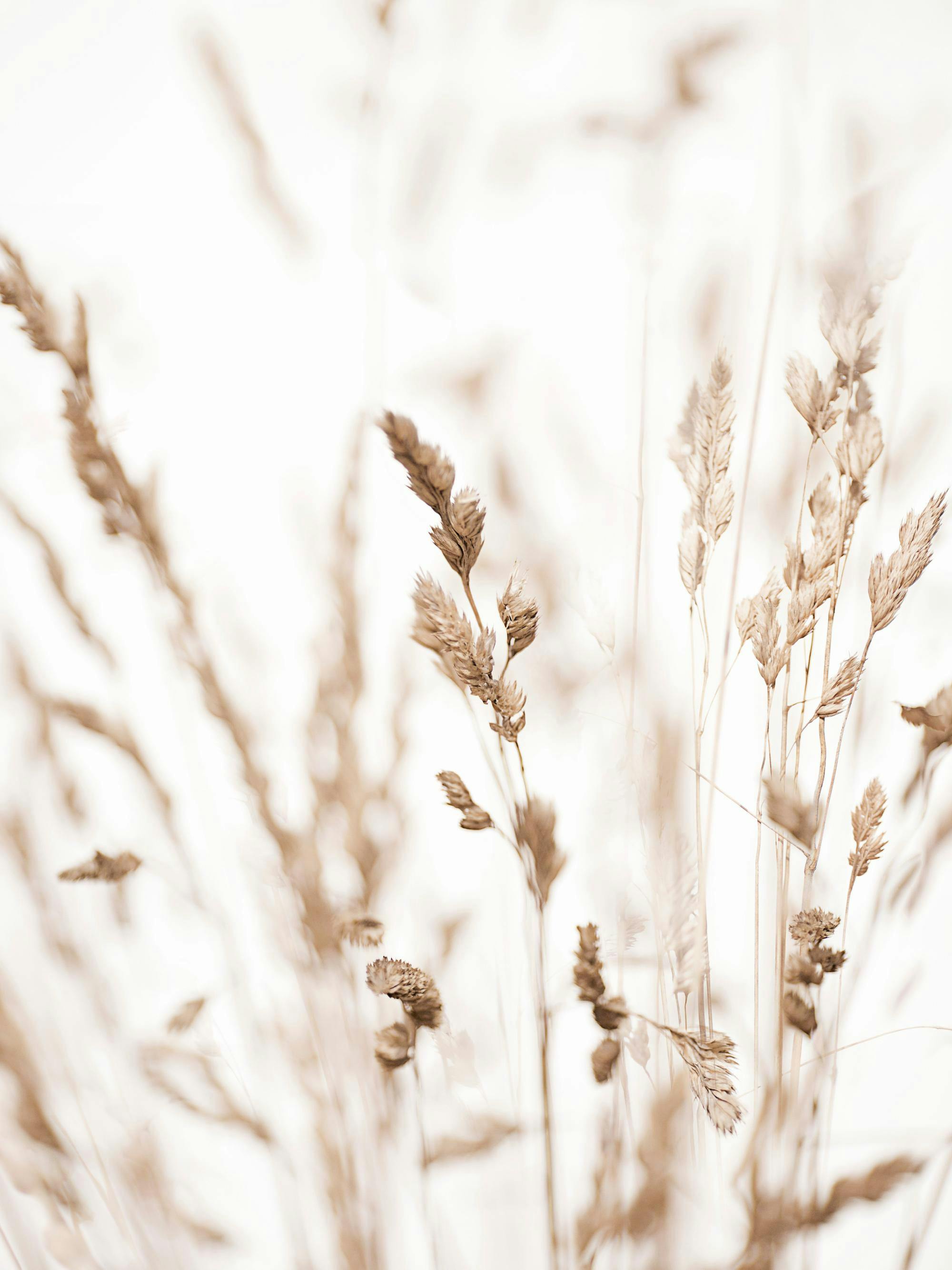 Ein Poster mit einer Nahaufnahme von zarten, beigefarbenen Grashalmen, die im Wind auf einem hellen Hintergrund tanzen.