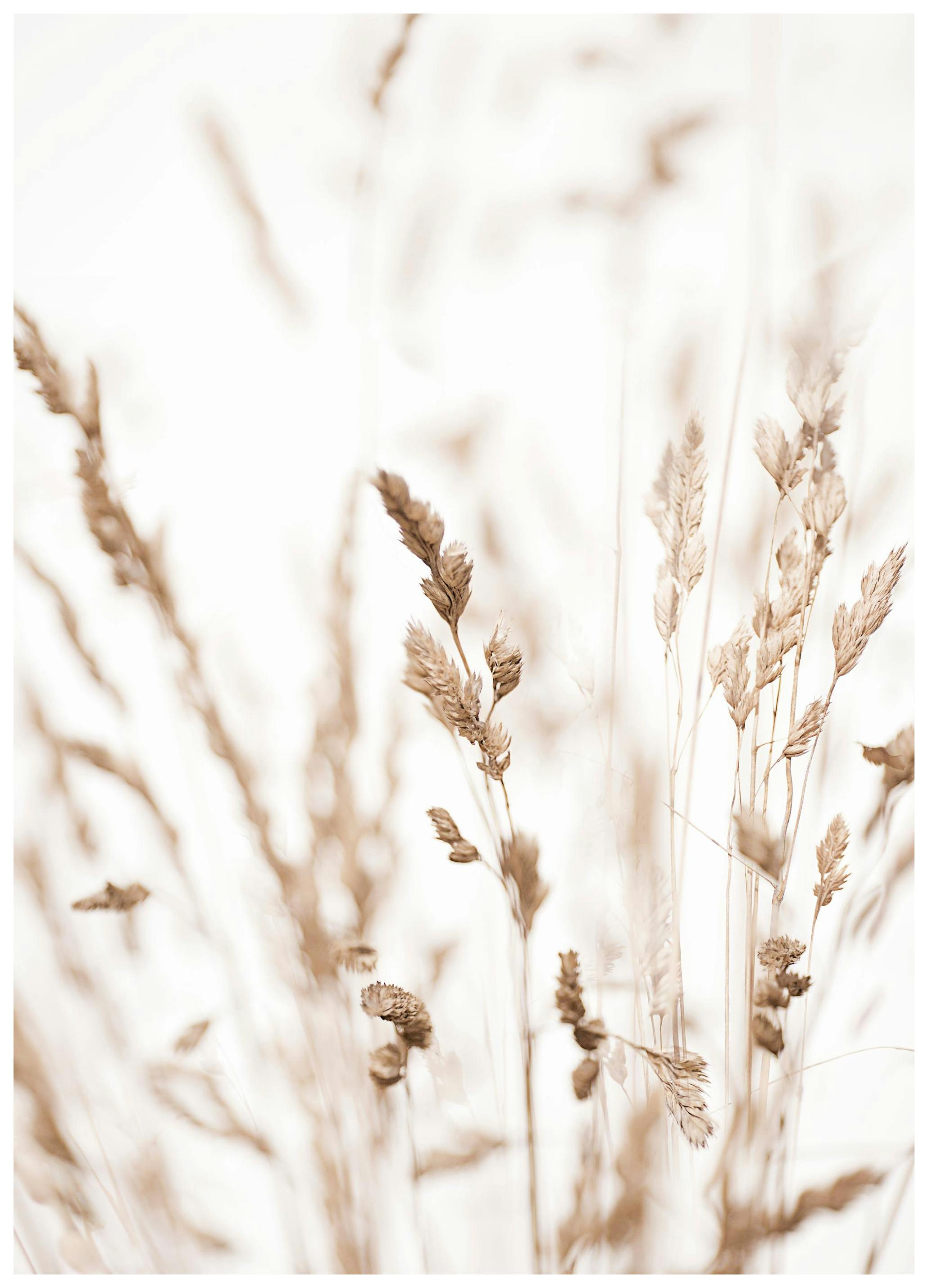 Herbe Beige Poster (21x30 cm) - Poster Store