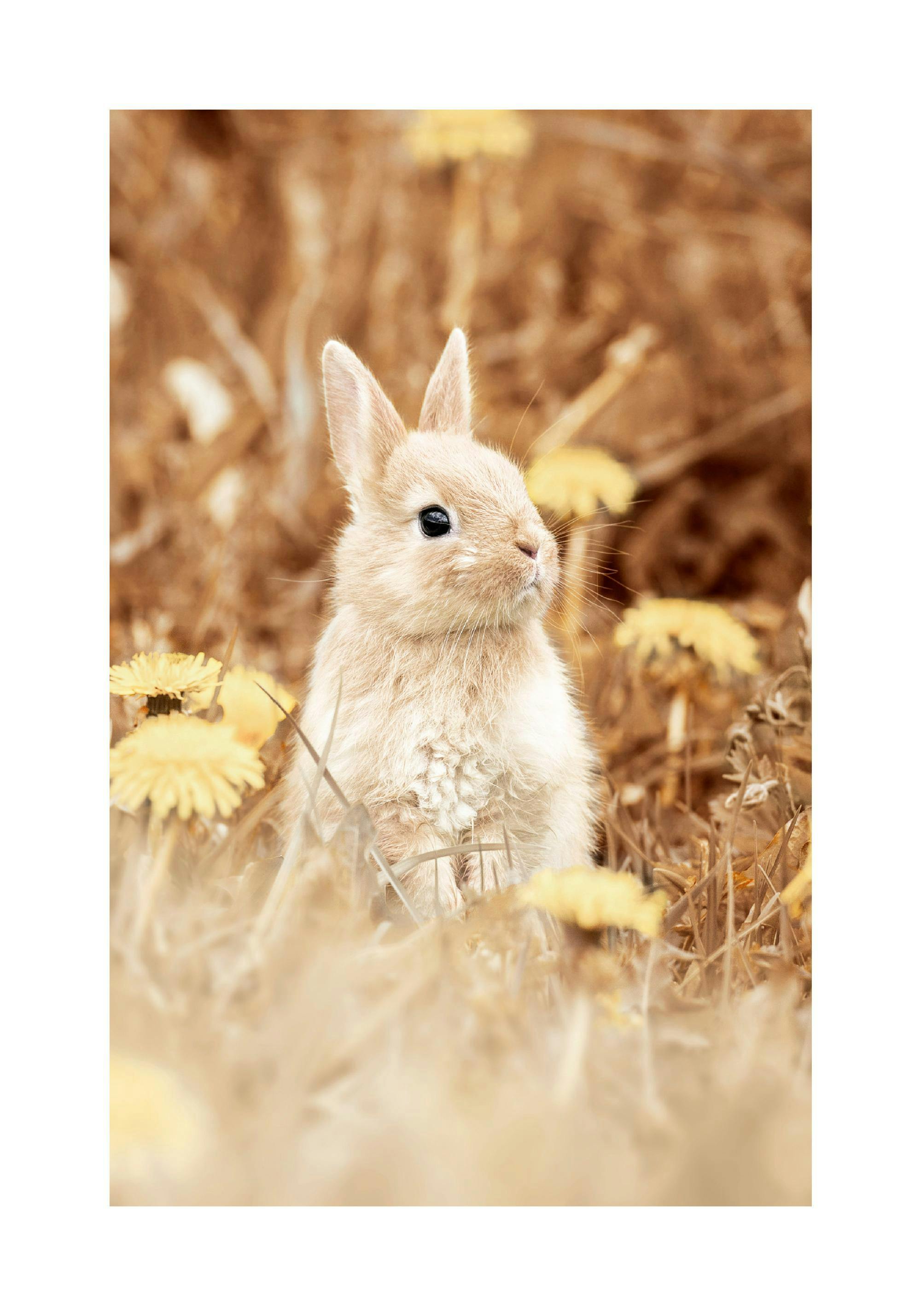 Curious Rabbit Poster in Dandelion Meadow Poster Store UK