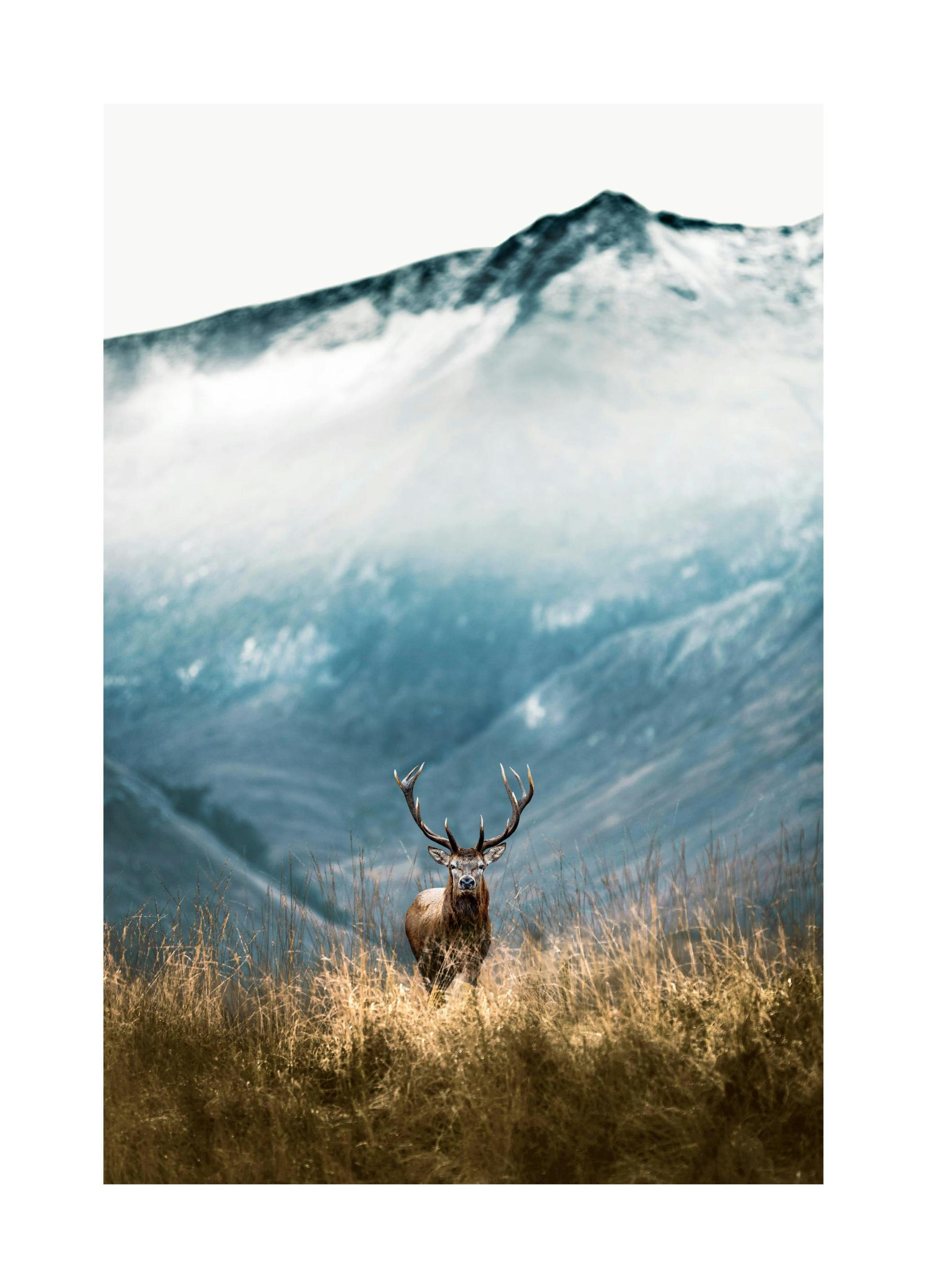 Mountain Stag Poster (50x70 cm) - Poster Store