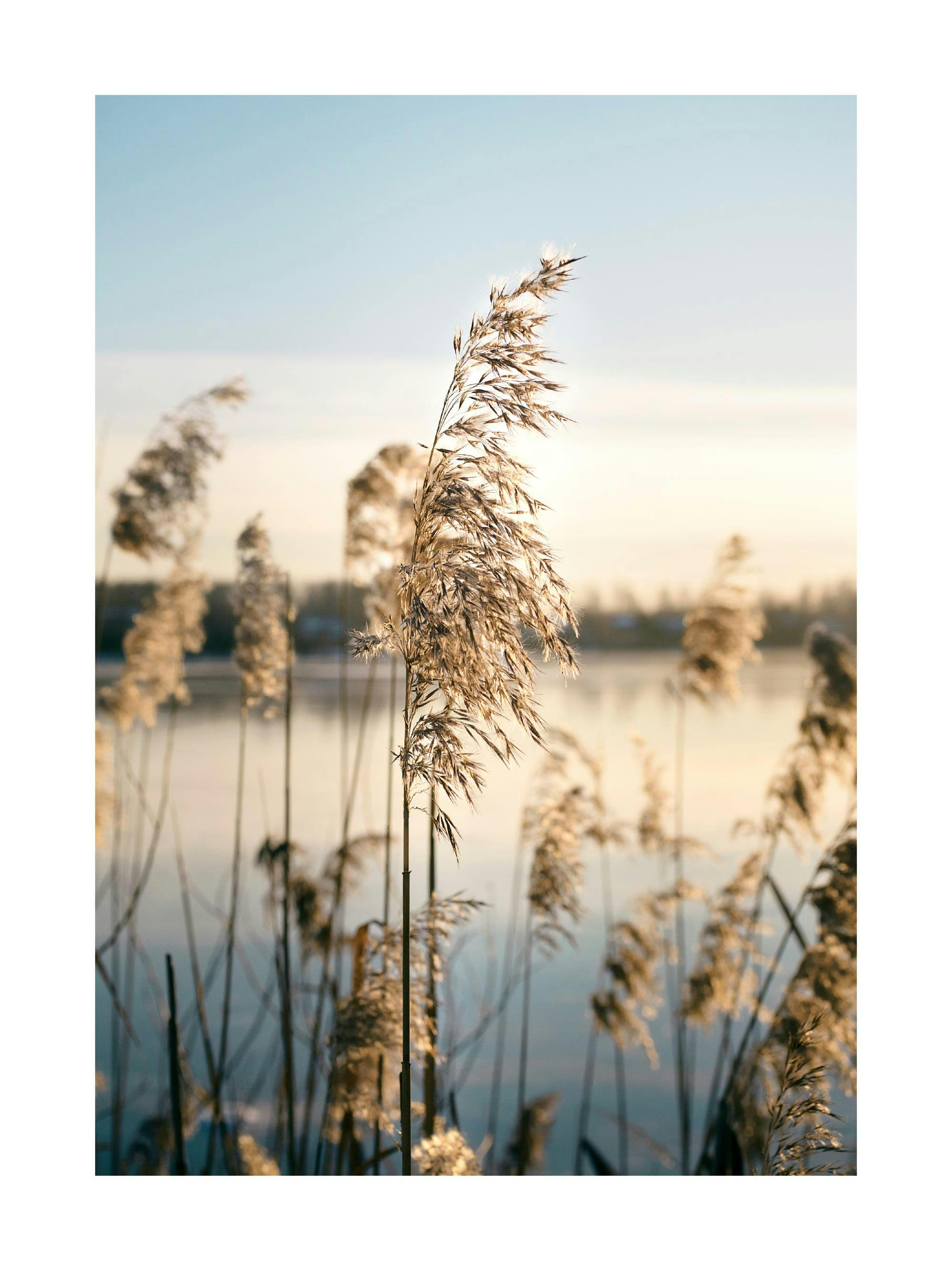 A poster featuring a close-up of sunlit reeds or tall grass with a blurred lake and sky in the background.