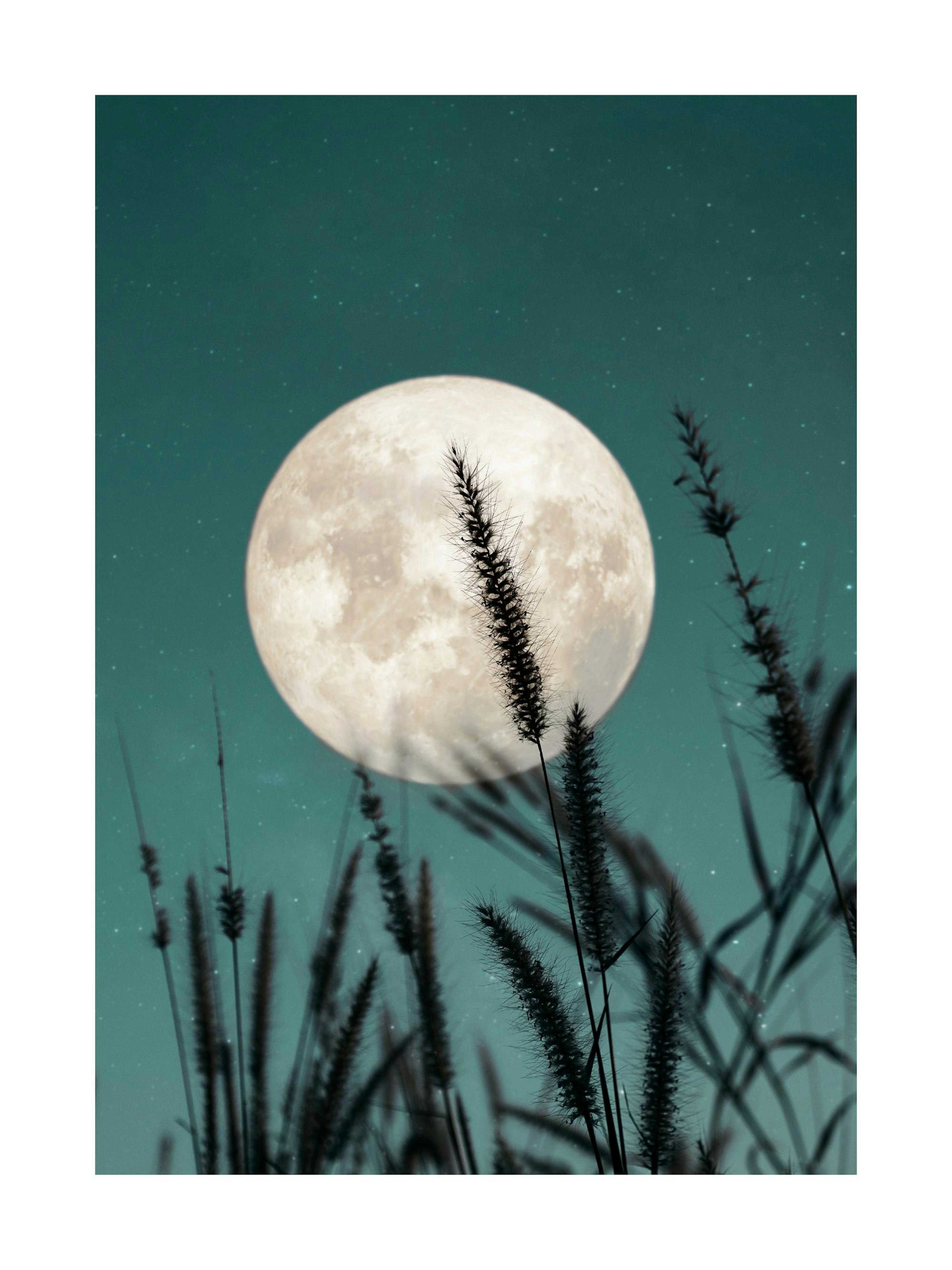 A poster featuring dark silhouetted grass against a large, bright full moon and a teal, starry night sky.