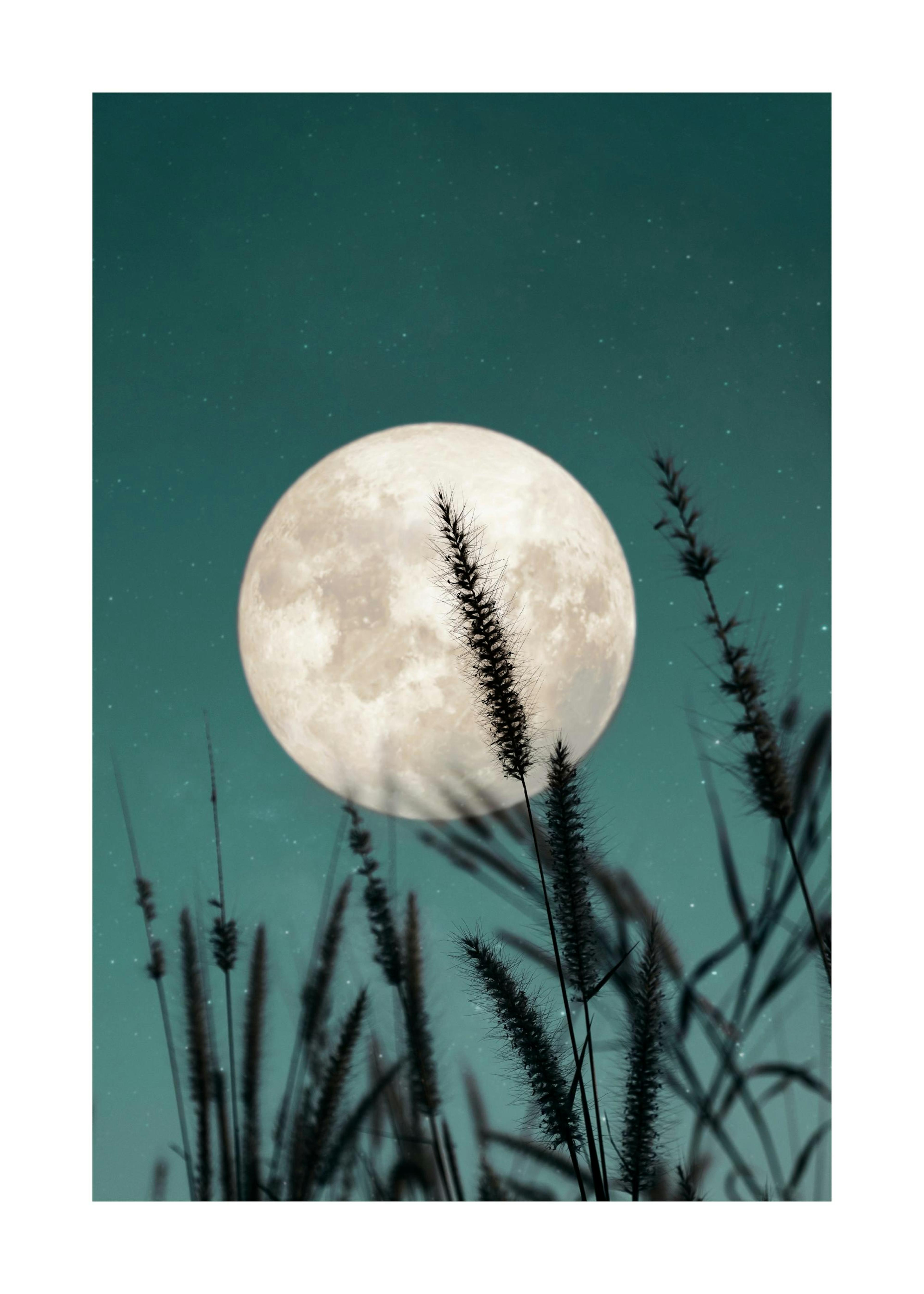 Erba Selvatica e Luna Piena Poster 0