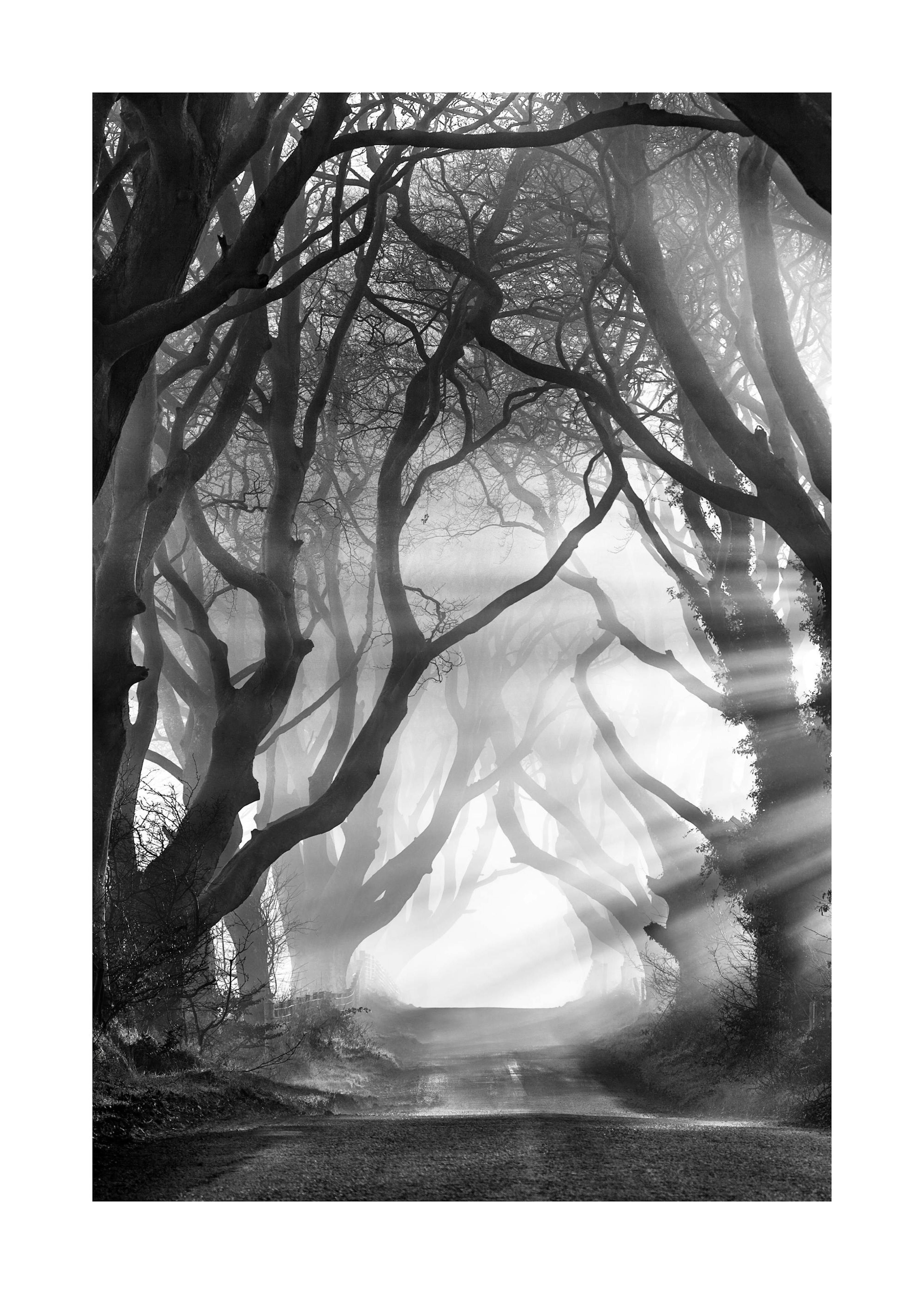 Dark Hedges Poster 0