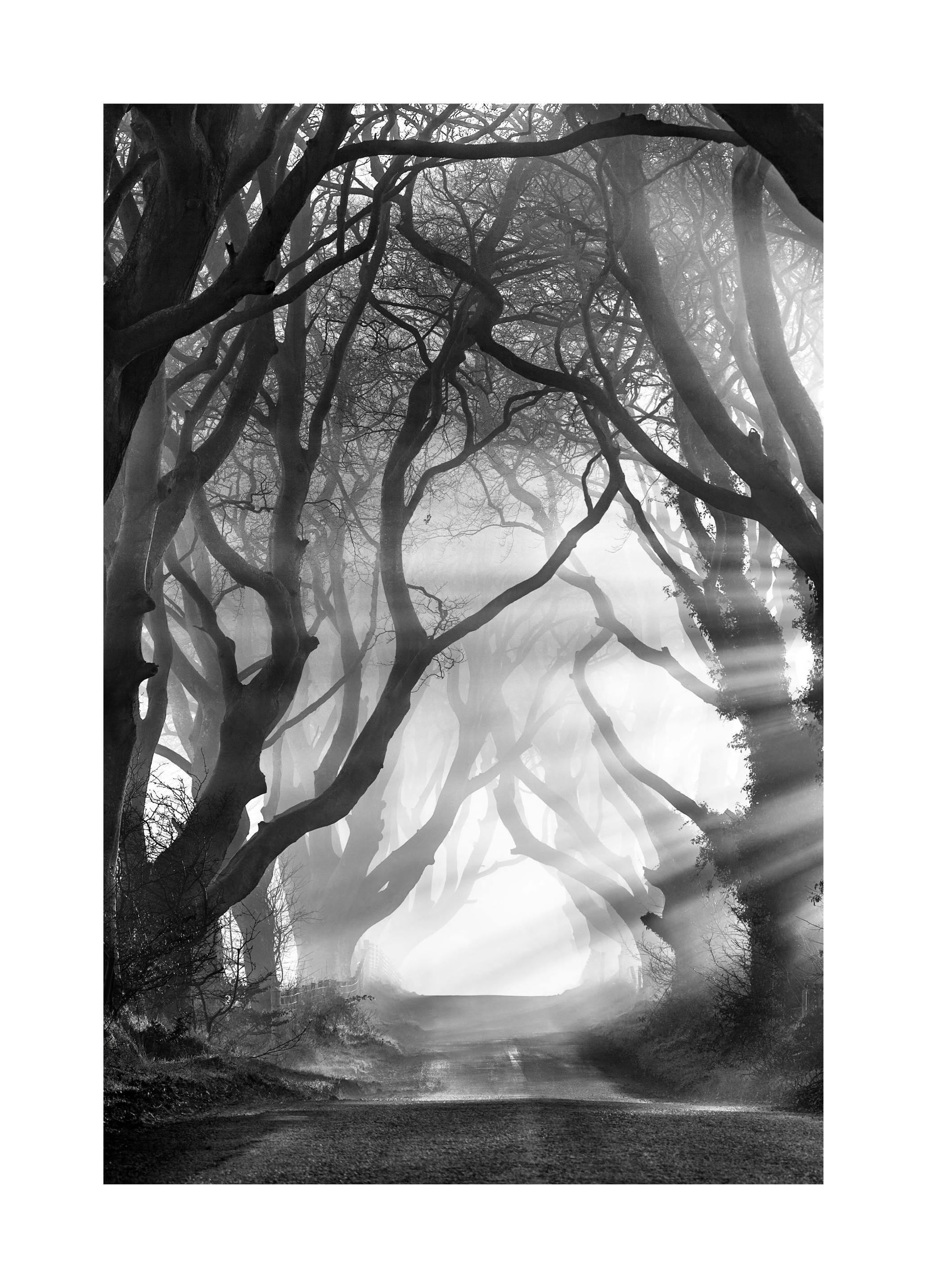 Donkere Hagen Poster (50x70 cm) - Poster Store
