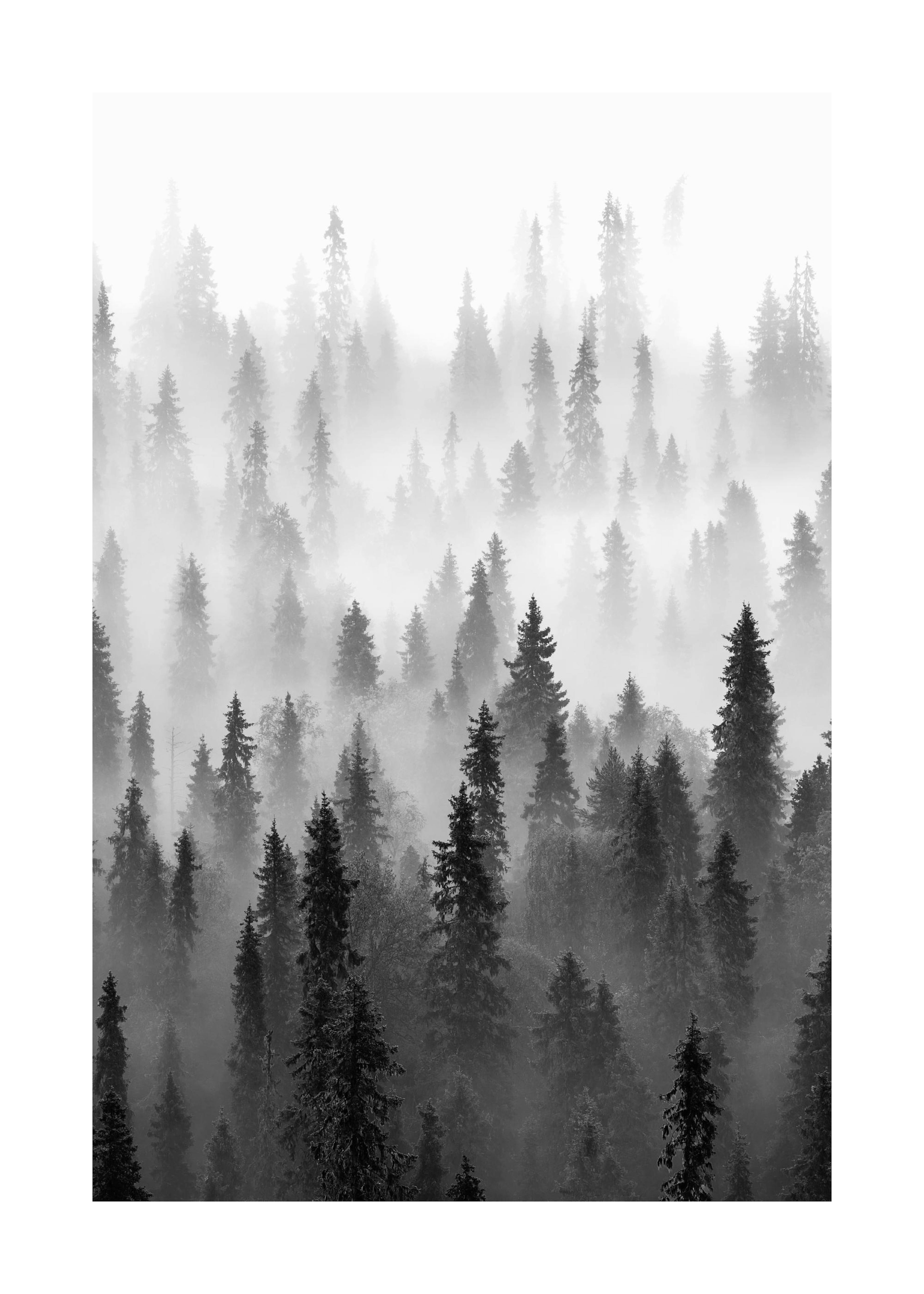 Niebla sobre el Bosque Póster 0
