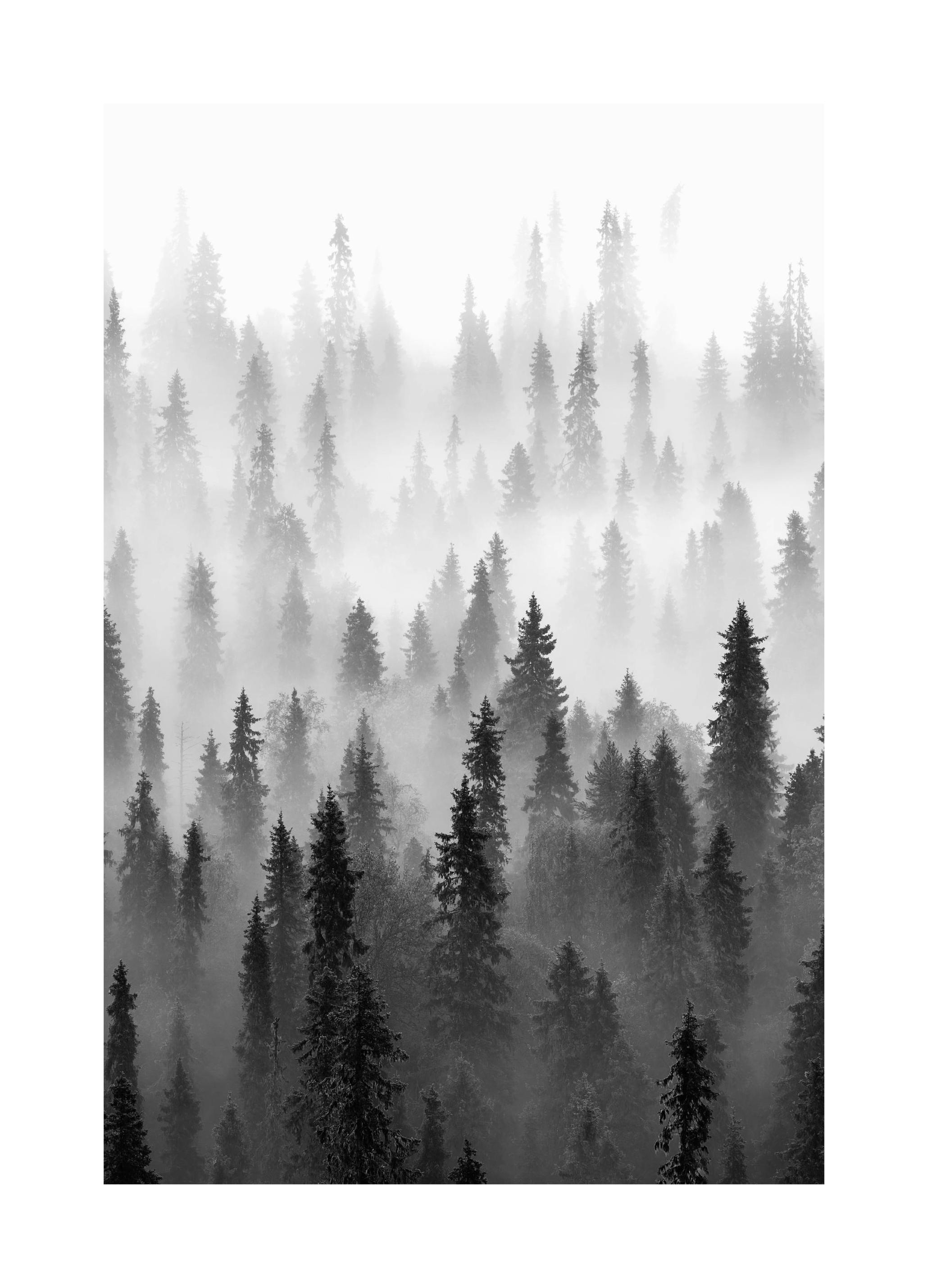 Brouillard sur la Forêt Poster (50x70 cm) - Poster Store