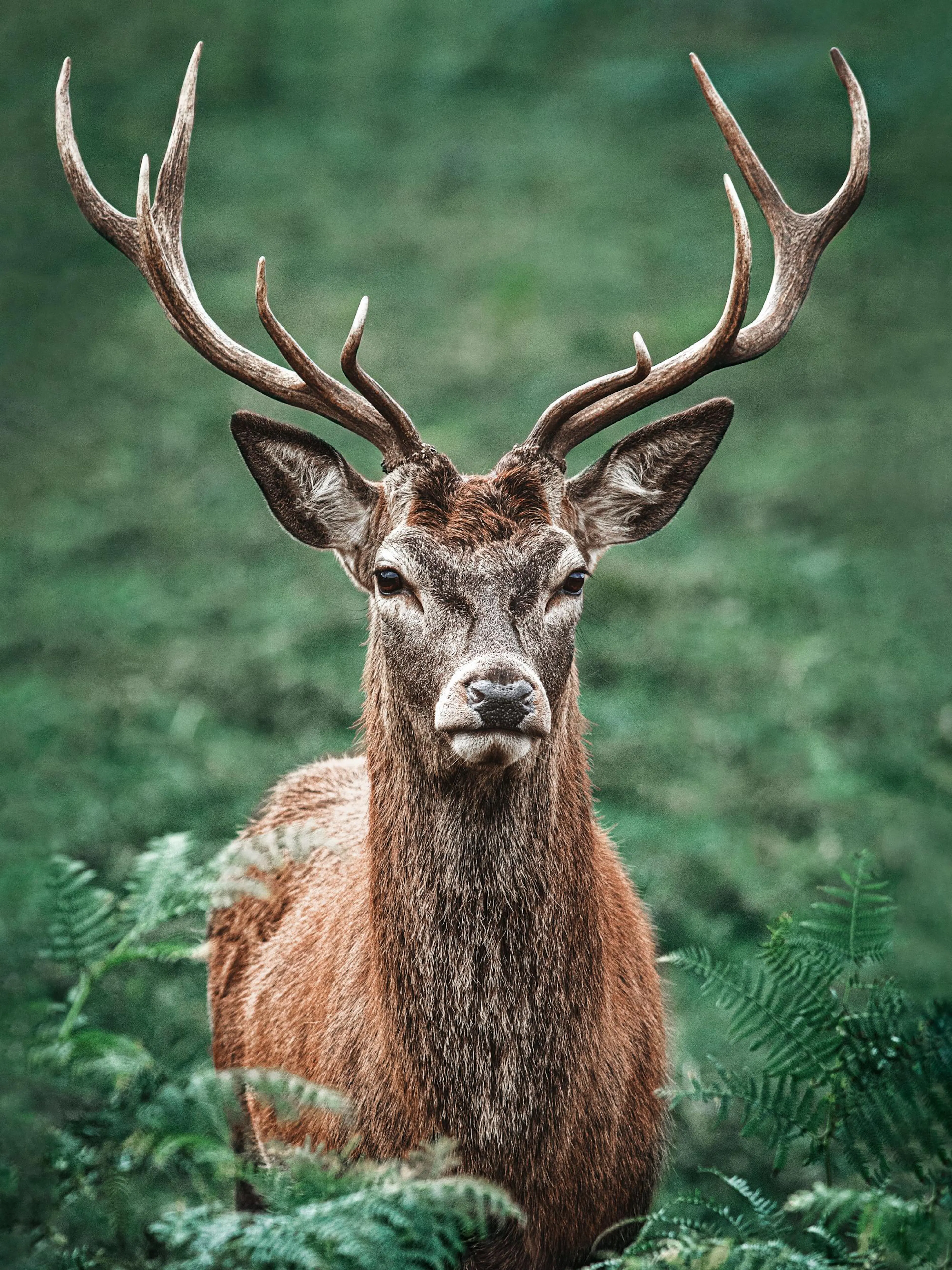 Póster de un ciervo de cabeza y cuello con astas grandes, mirando al frente en un bosque de tonos verdes.
