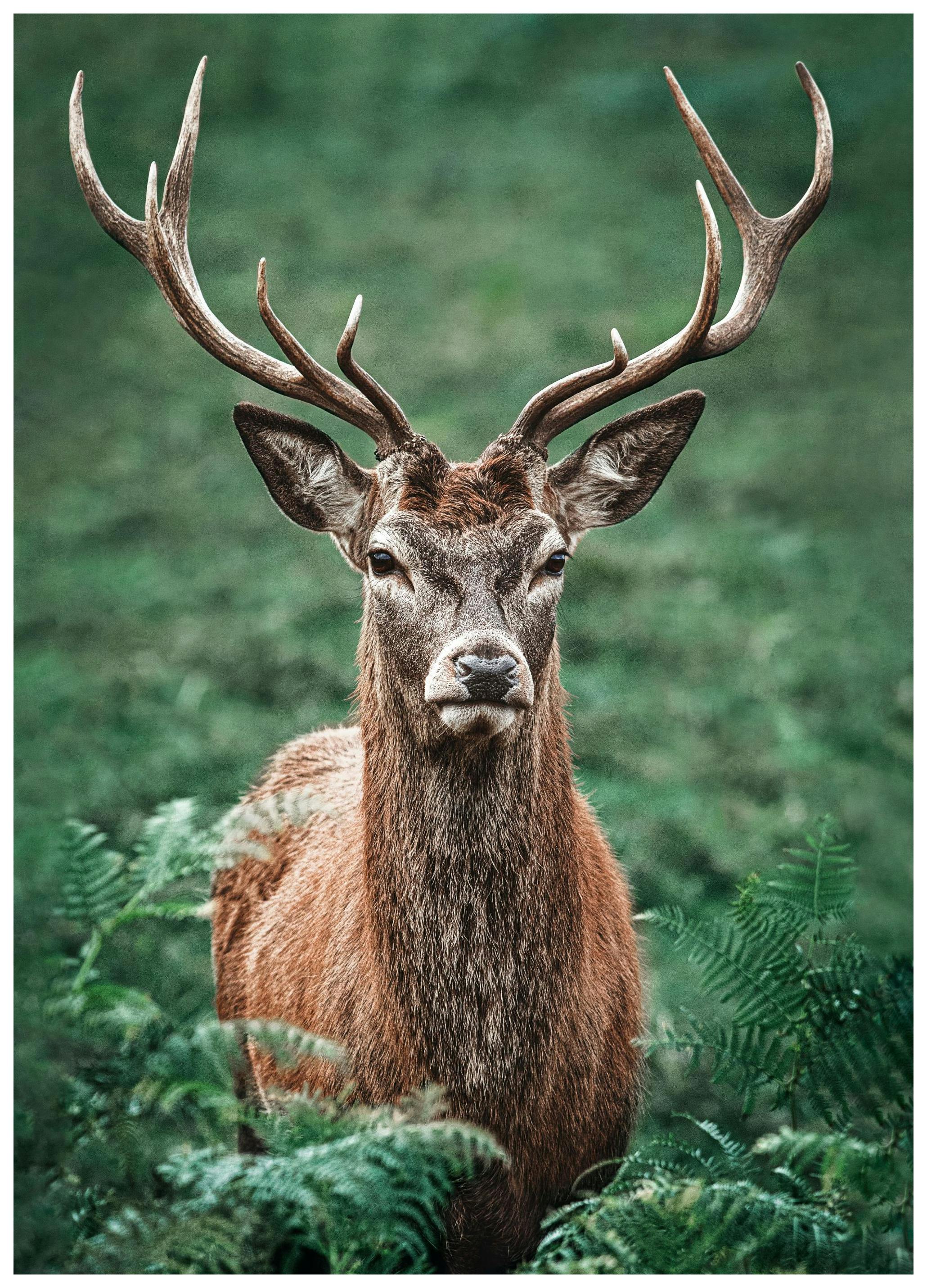 Magnifique Cerf Poster (30x40 cm) - Poster Store