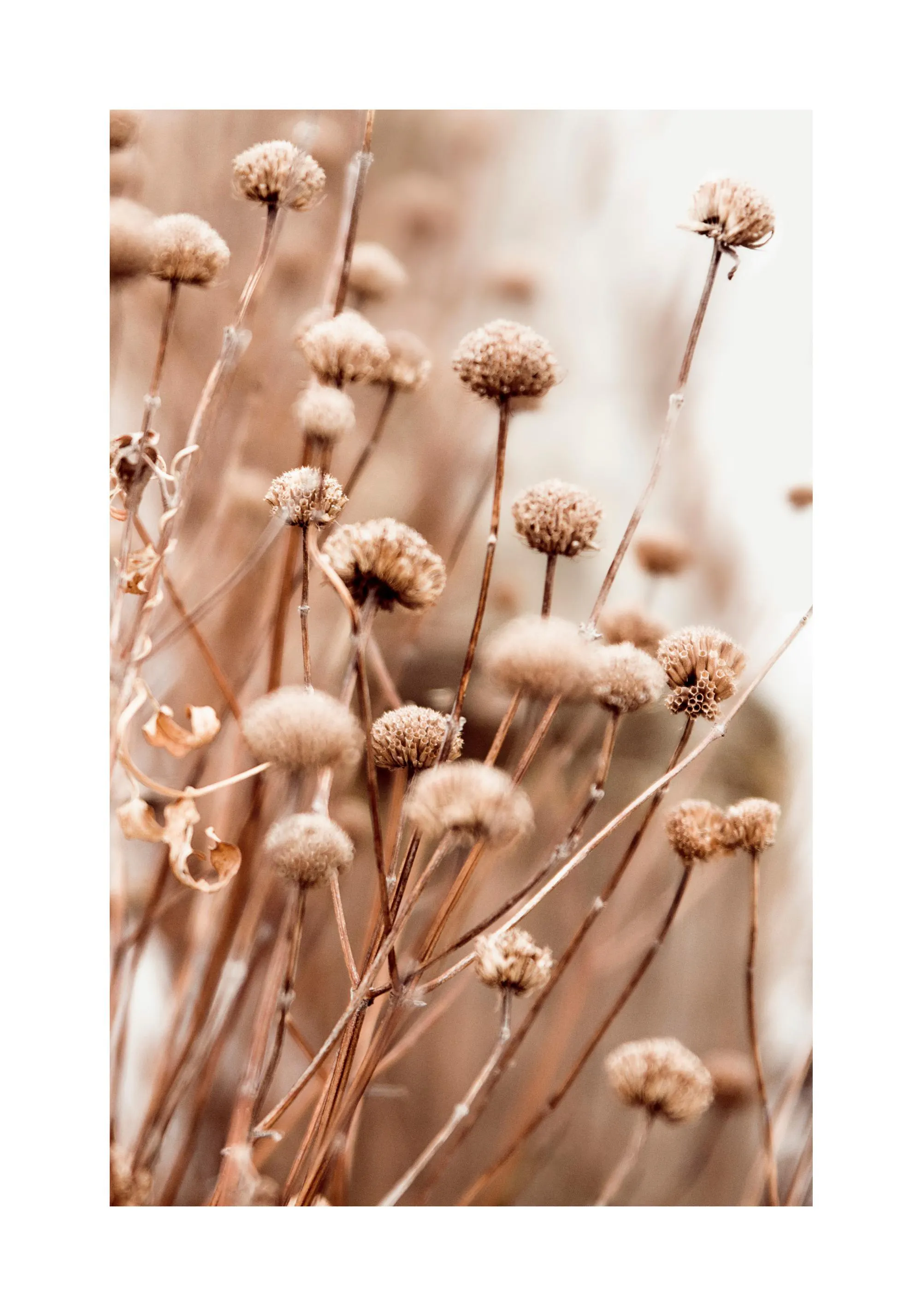 Botanische posters | Planten en Bloemen Botanische posters | Planten en Bloemen