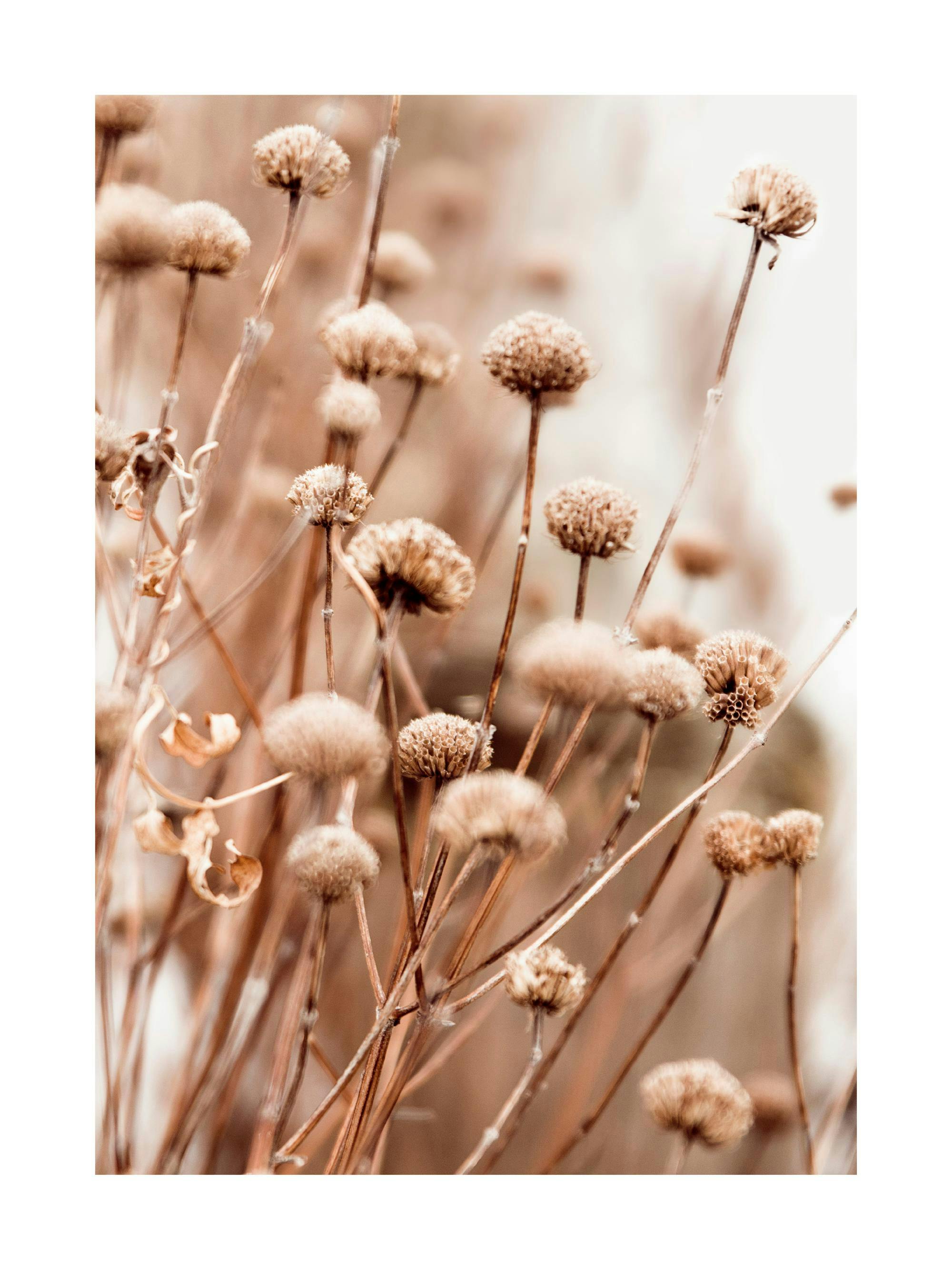 Een poster met een close-up van droge bloemen in zachte bruine en beige tinten, met focus op de pluizige zaadhoofden.