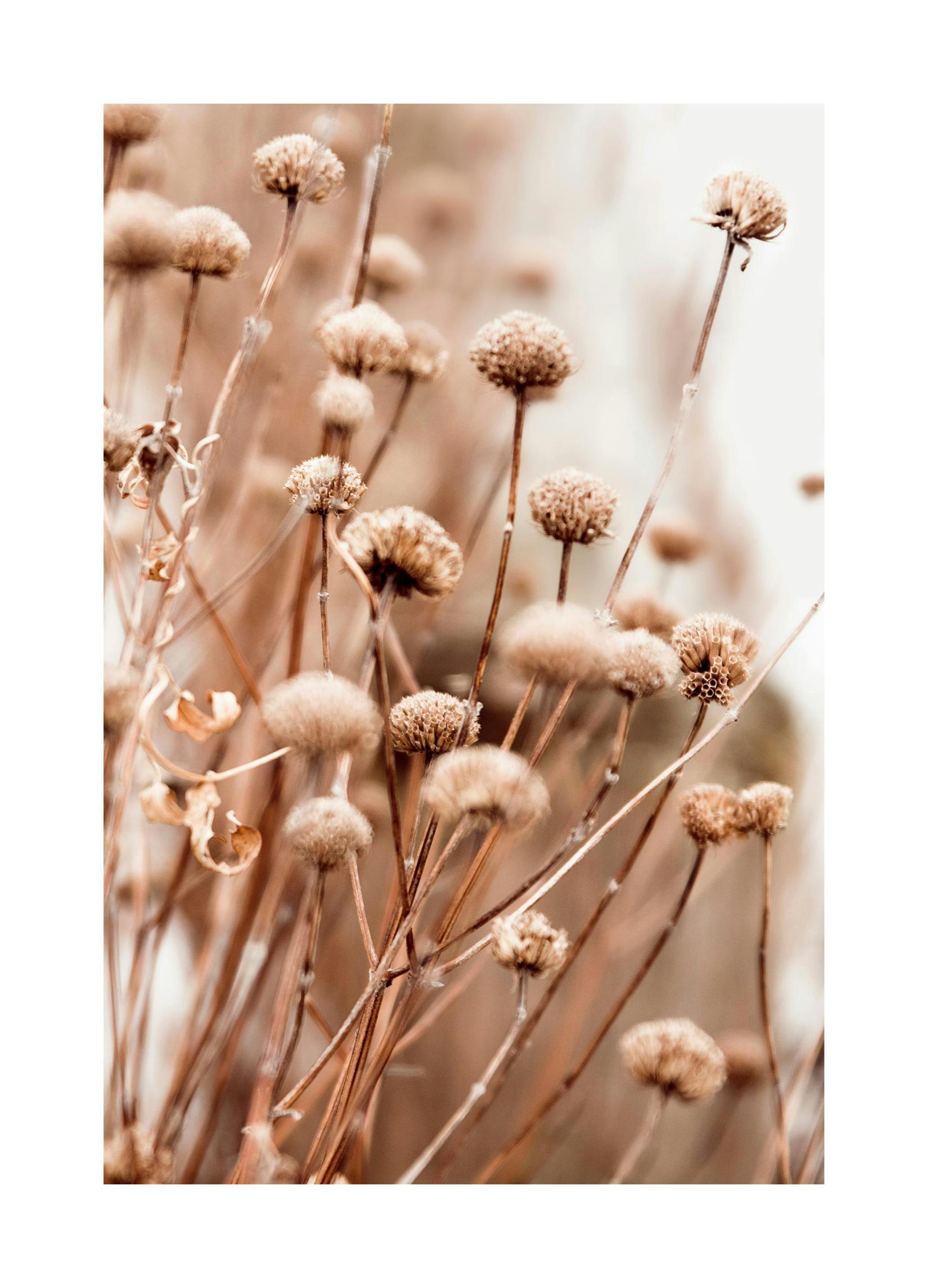 Delicate Dry Flowers Affiche (21x30 cm) - Poster Store