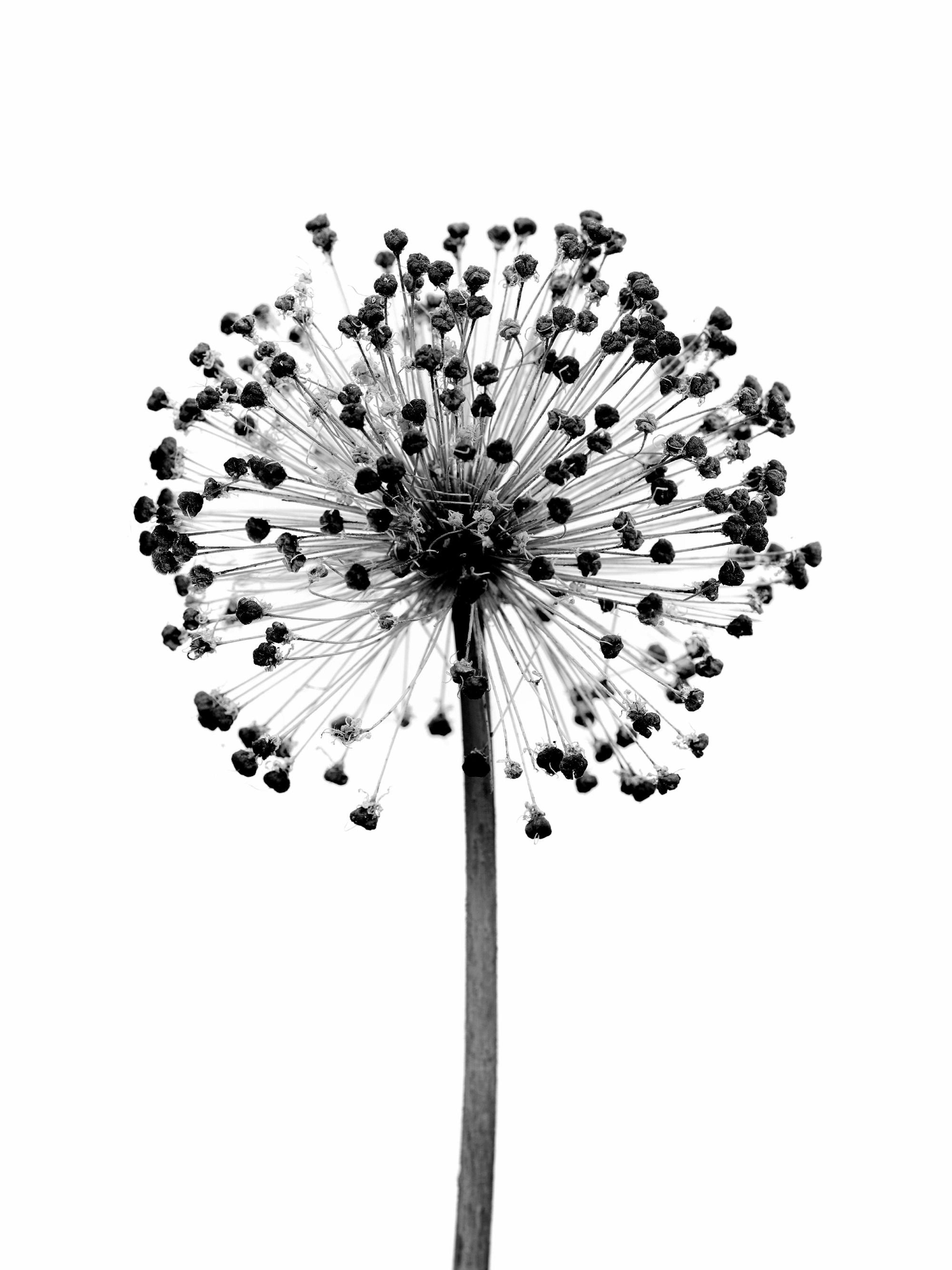 Poster einer Allium-Blüte in Schwarz-Weiß, deren Samenköpfe sich kugelförmig auf dünnen Stielen vom Mittelpunkt ausbreiten.