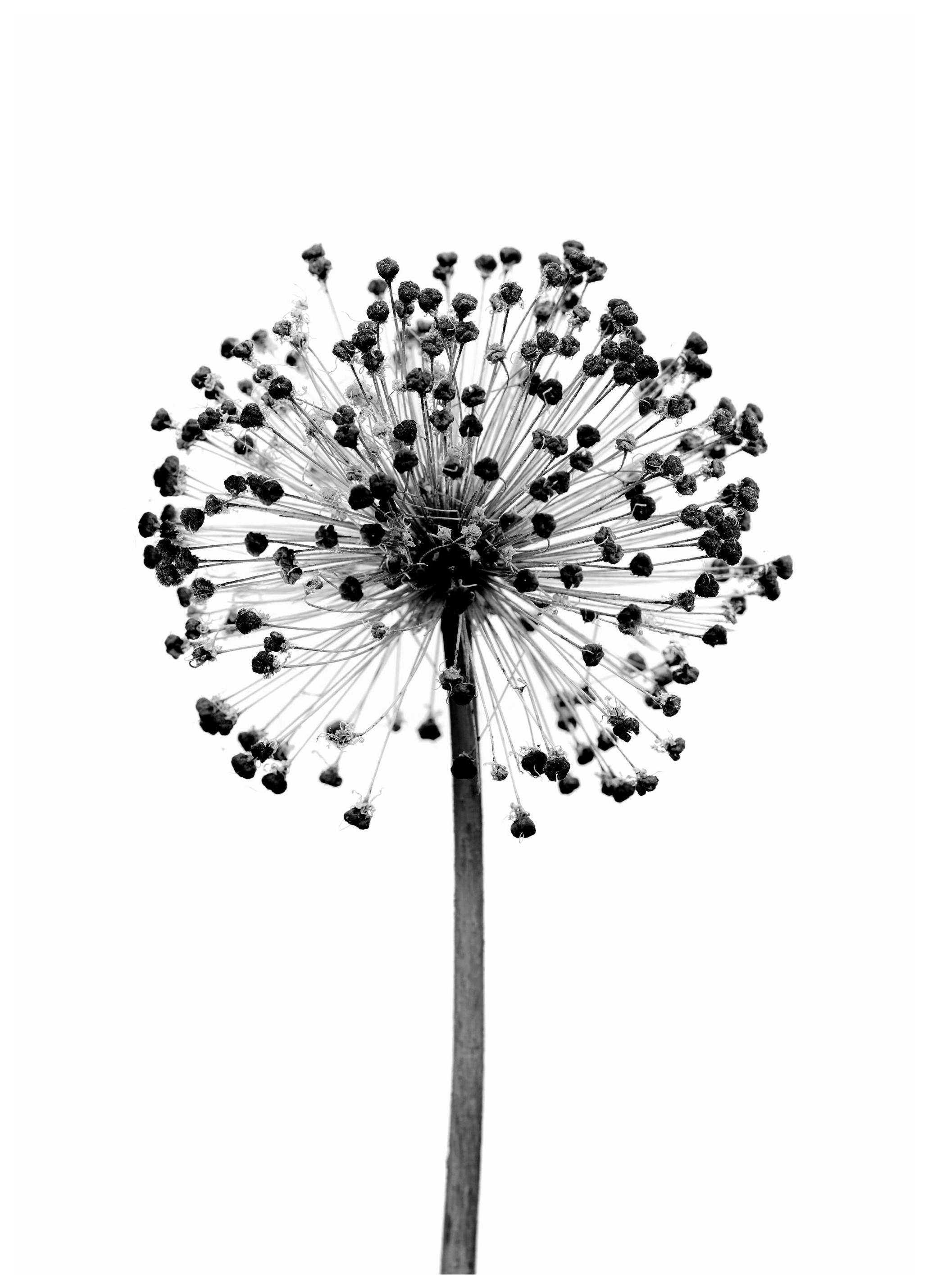 Prints Dried Allium Flower Poster (50x70 cm) - Poster Store