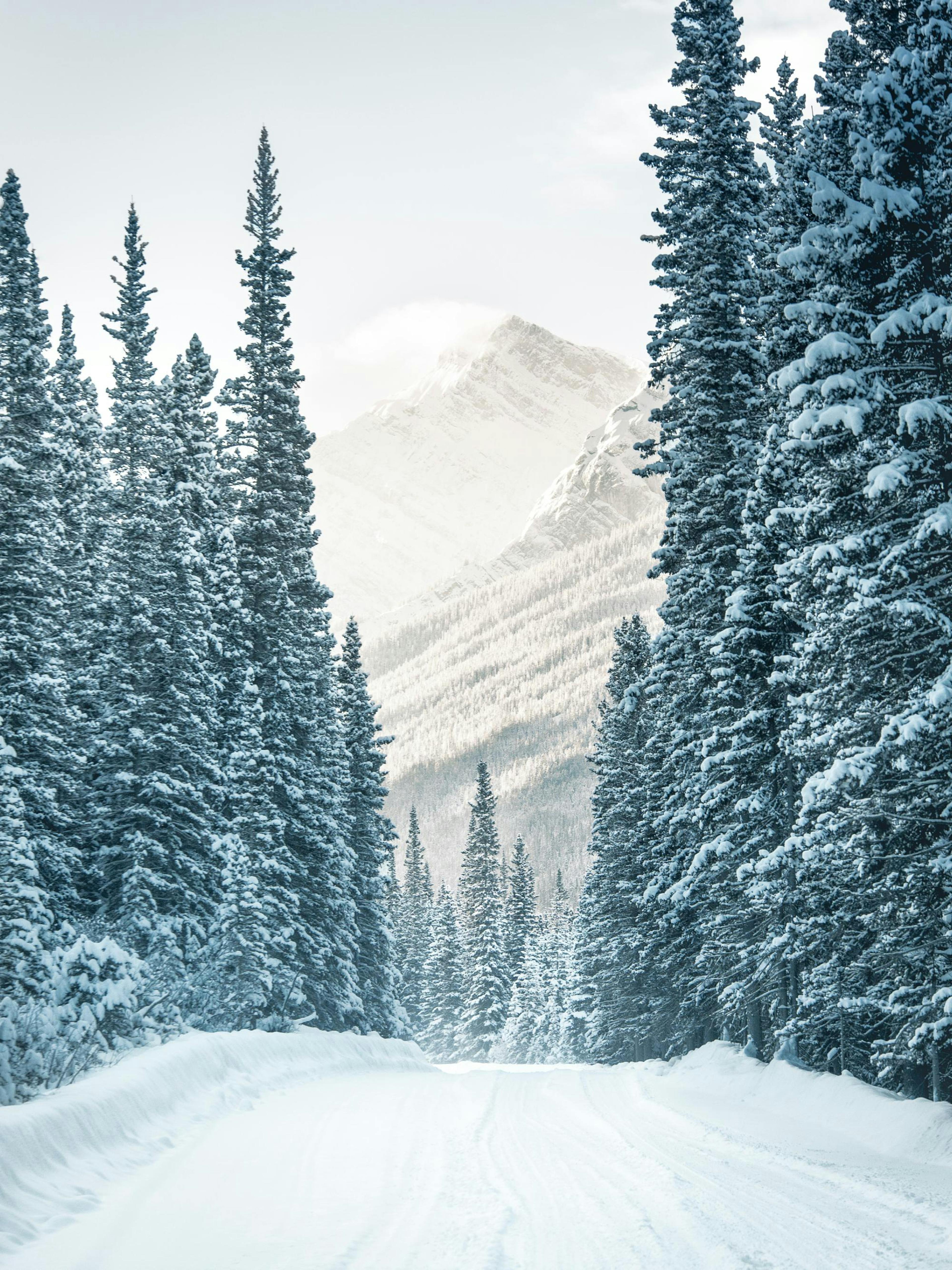 A poster featuring a snow-covered mountain road framed by tall pine trees, leading to distant peaks under a bright sky.