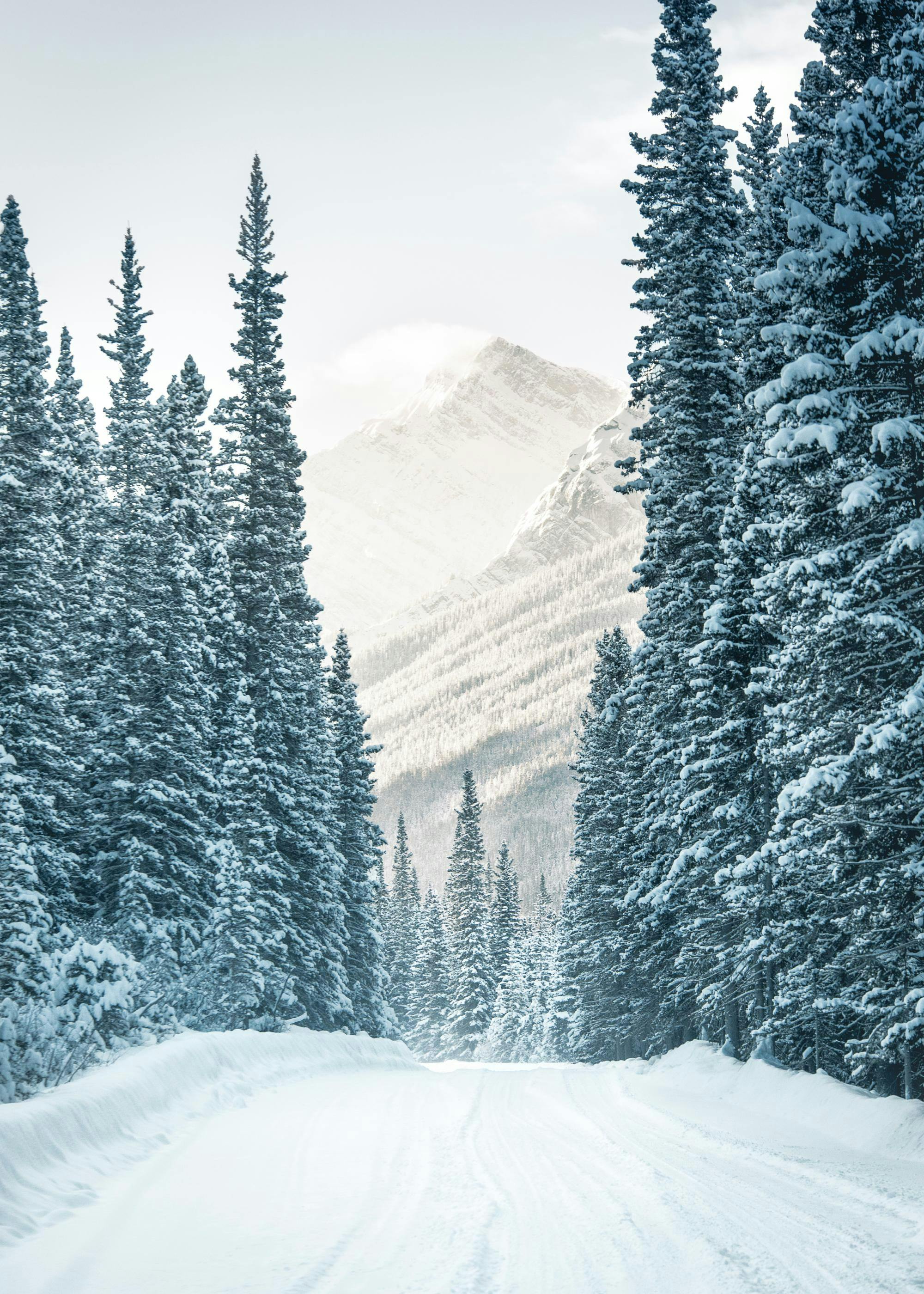 A poster featuring a snow-covered road leading through tall pine trees towards a majestic mountain peak under a bright sky.