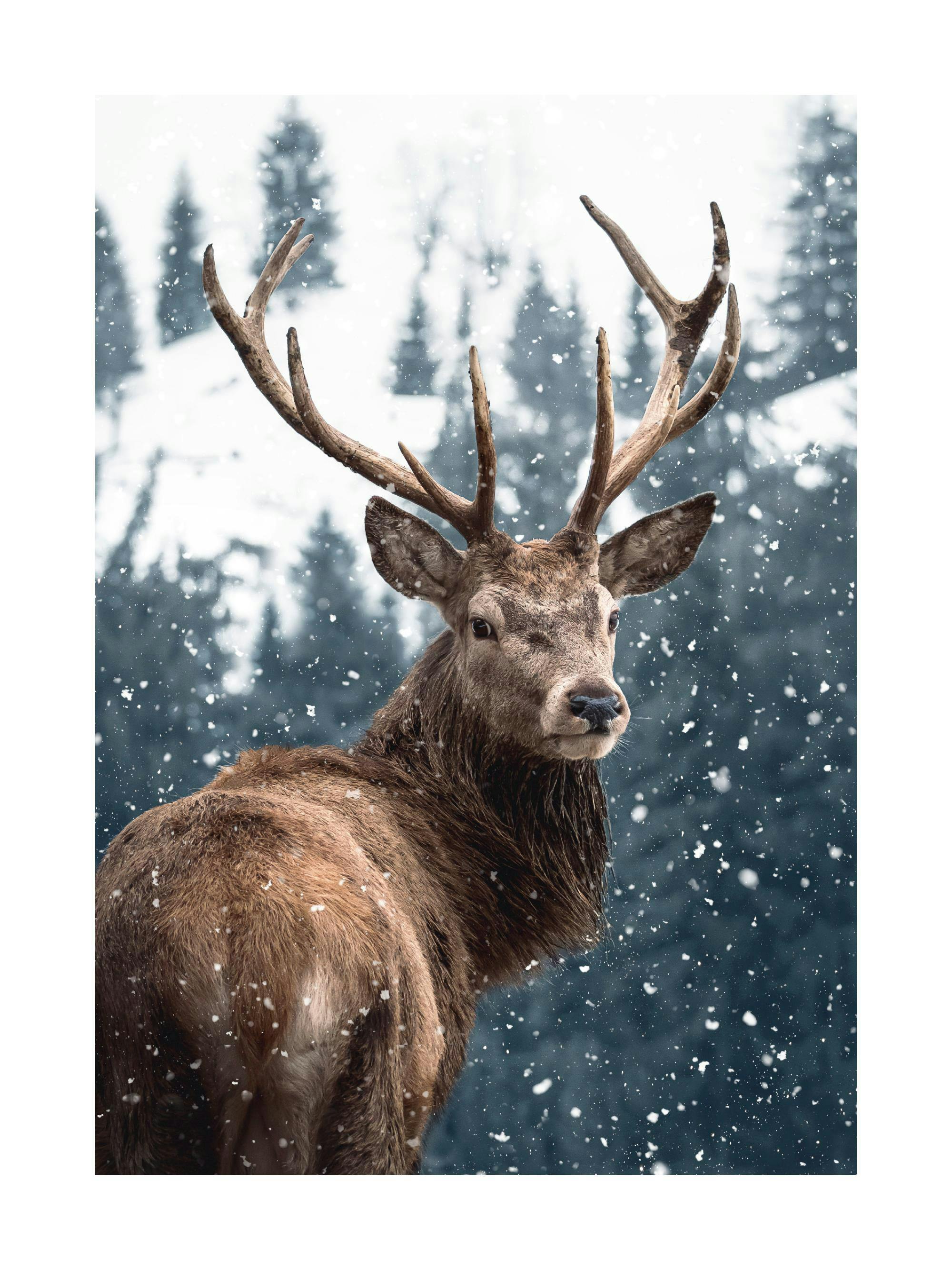 Poster mit einem majestätischen Hirsch im Winter, der vor einer verschneiten Waldlandschaft im Schneefall steht.