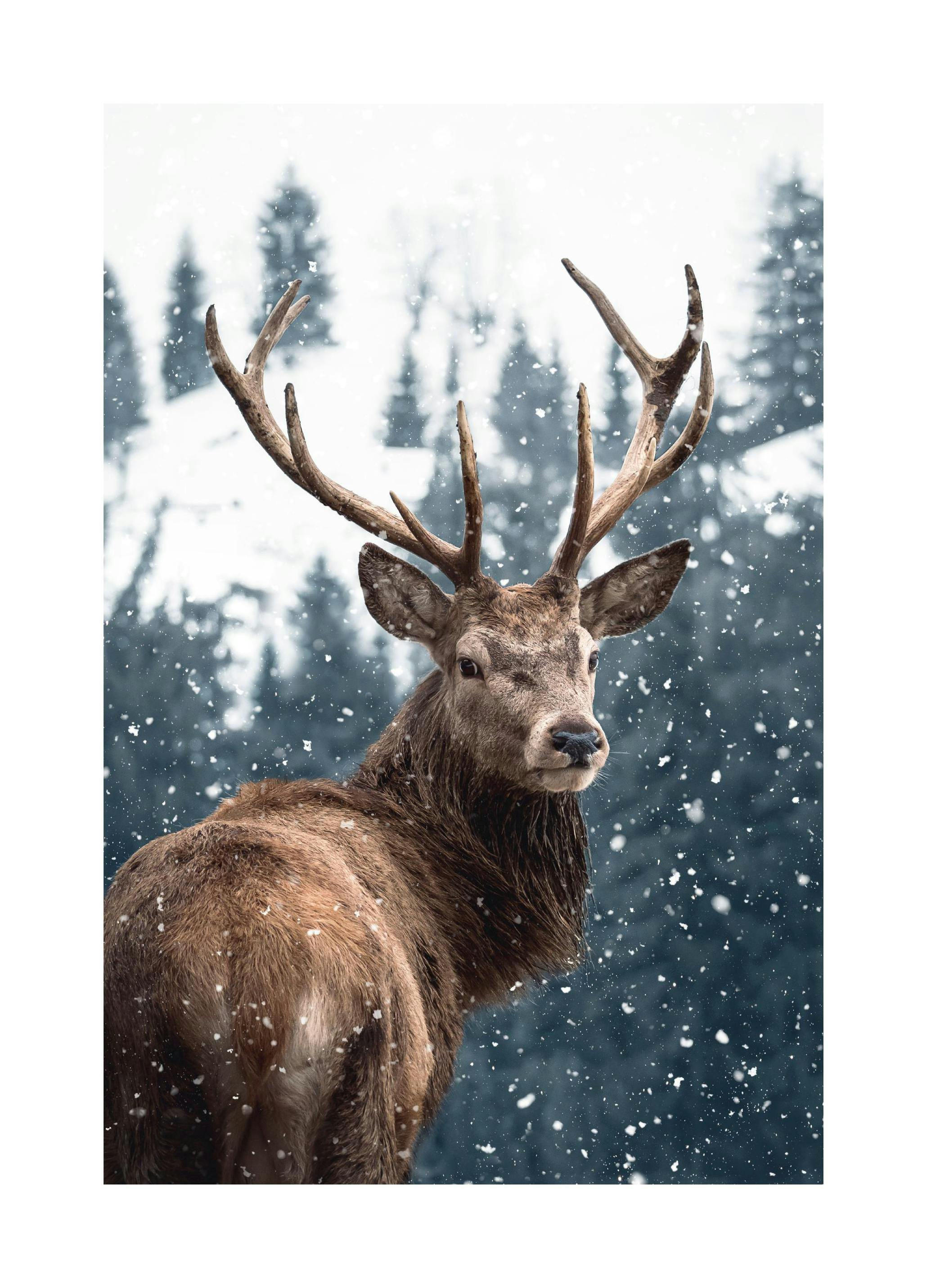 Red Deer in Snow Poster (50x70 cm) - Poster Store