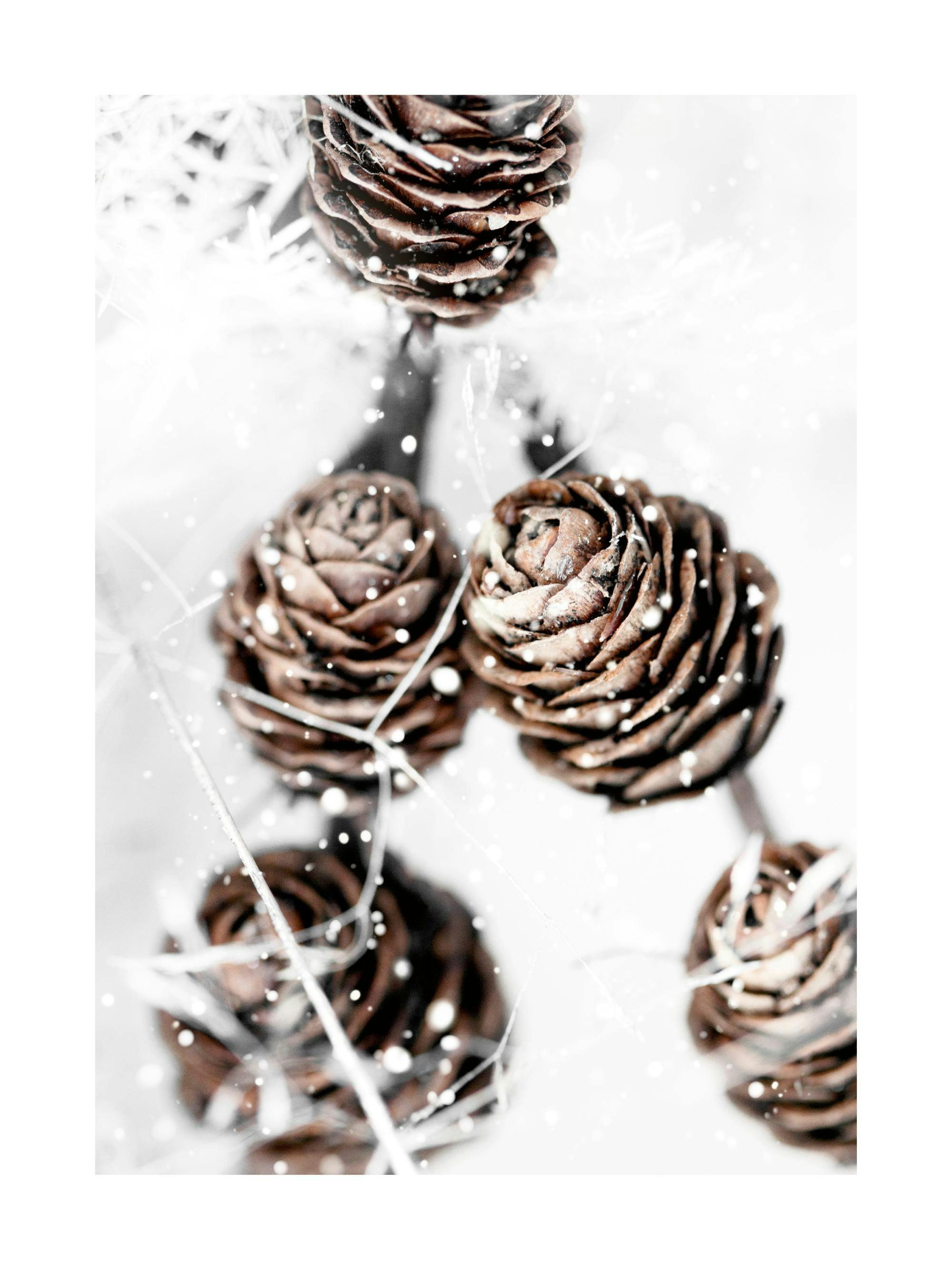 Un poster cu conuri de brad maro închise și deschise, înconjurate de fire albe și puncte luminoase, pe un fundal alb.