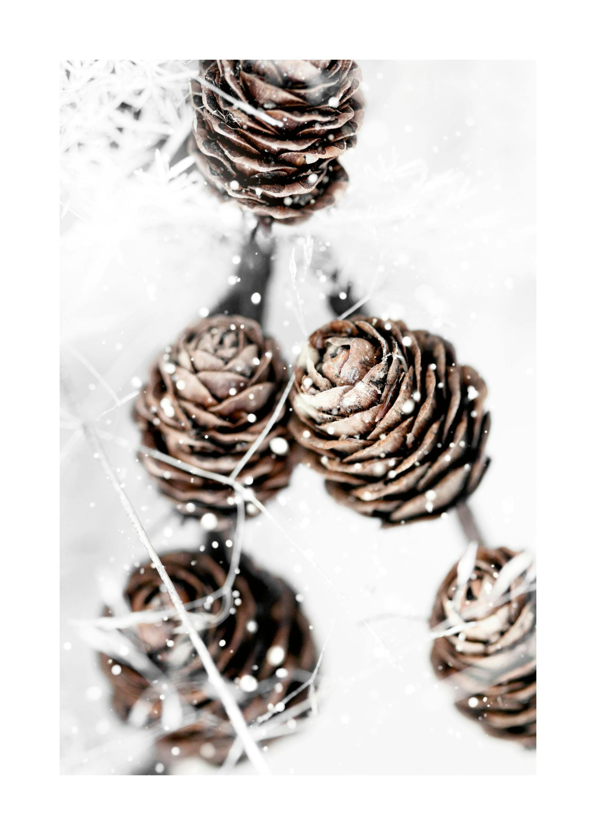 Poster de pommes de pin brunes et branches givrées sur fond blanc, avec des flocons de neige.