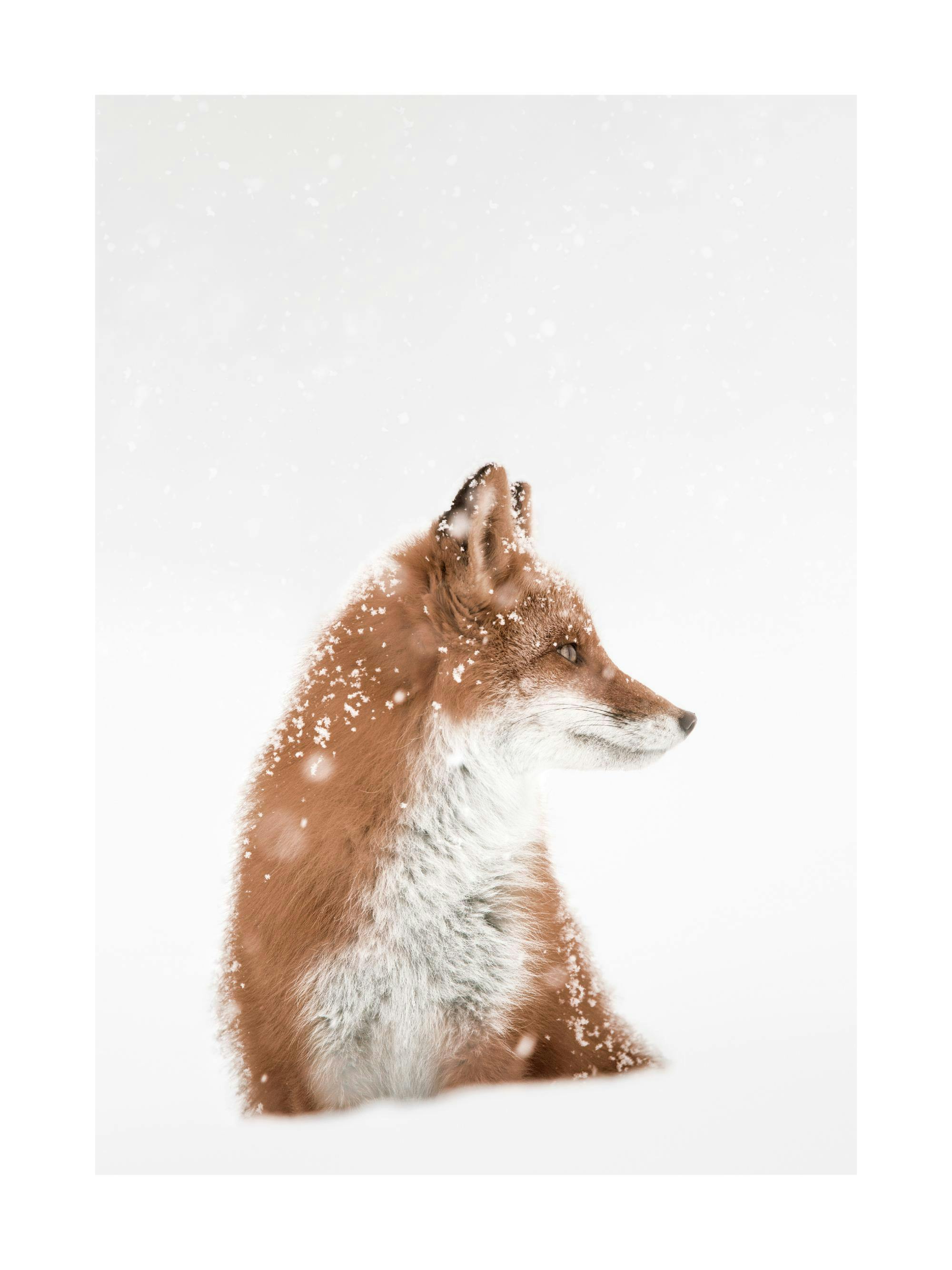 Ein Poster eines Fuchses mit braunem Fell und weißem Bauch, der im Schnee sitzt und zur Seite blickt.
