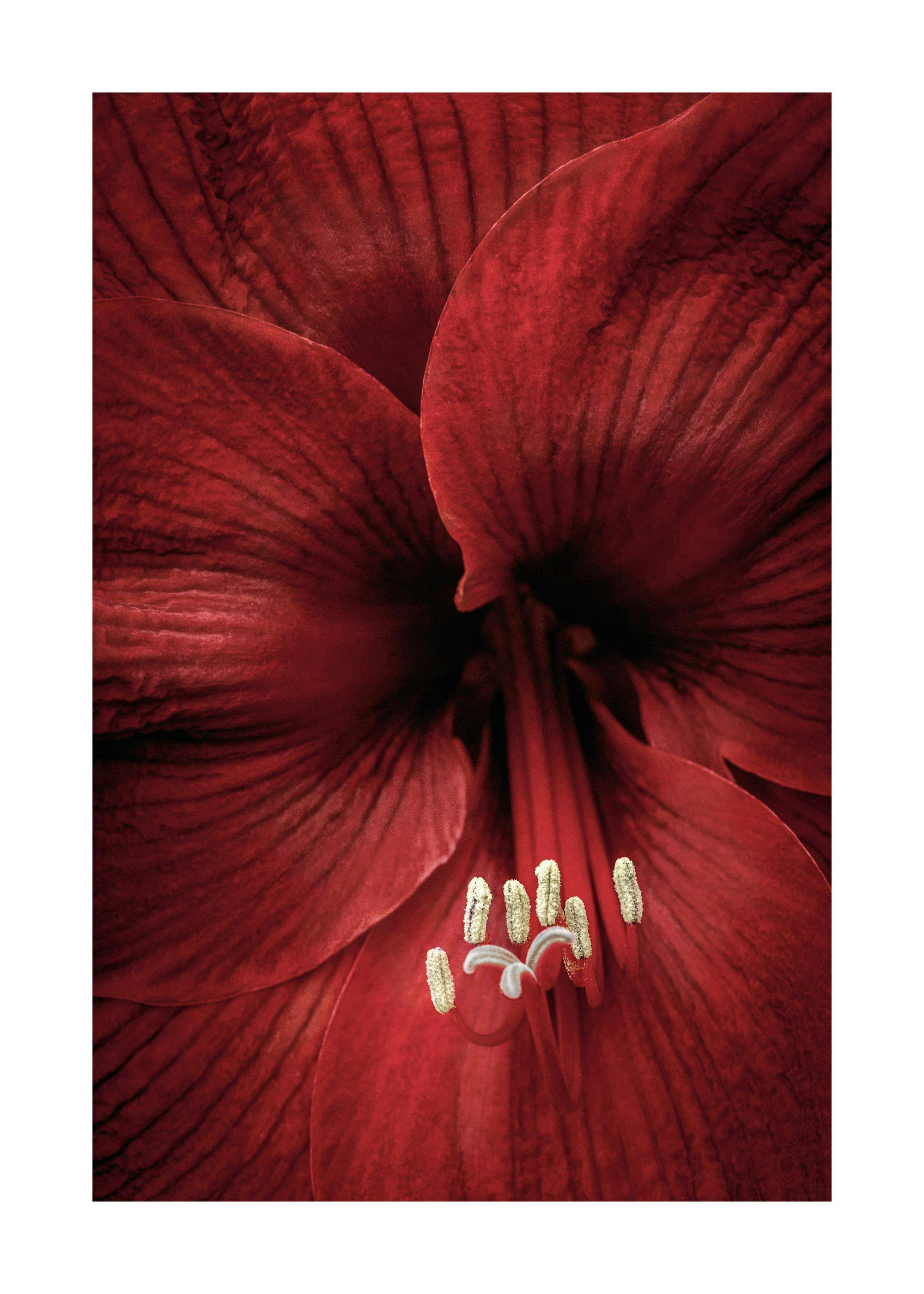 En poster som visar en närbild på en röd amaryllis med tydliga kronblad och ståndare.