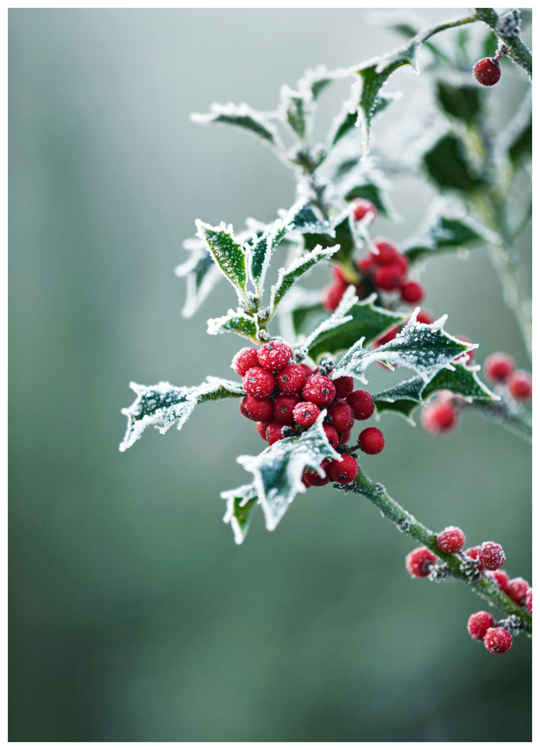 Frosty Holly Poster (13x18 cm) - Poster Store
