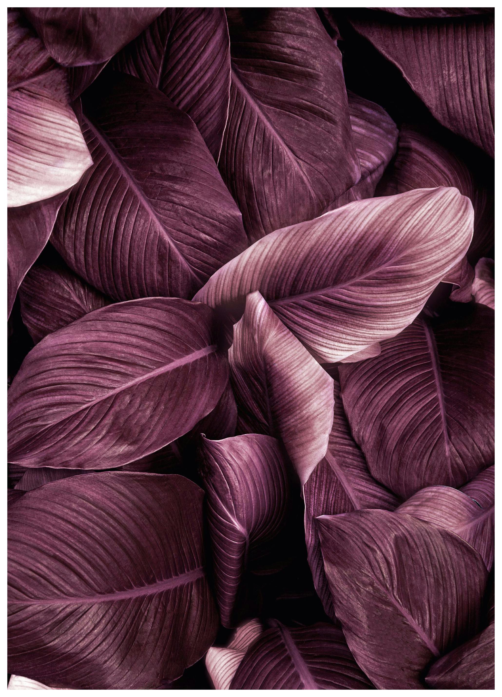 Plakat Fioletowe Liście No2 (21x30 cm) - Poster Store