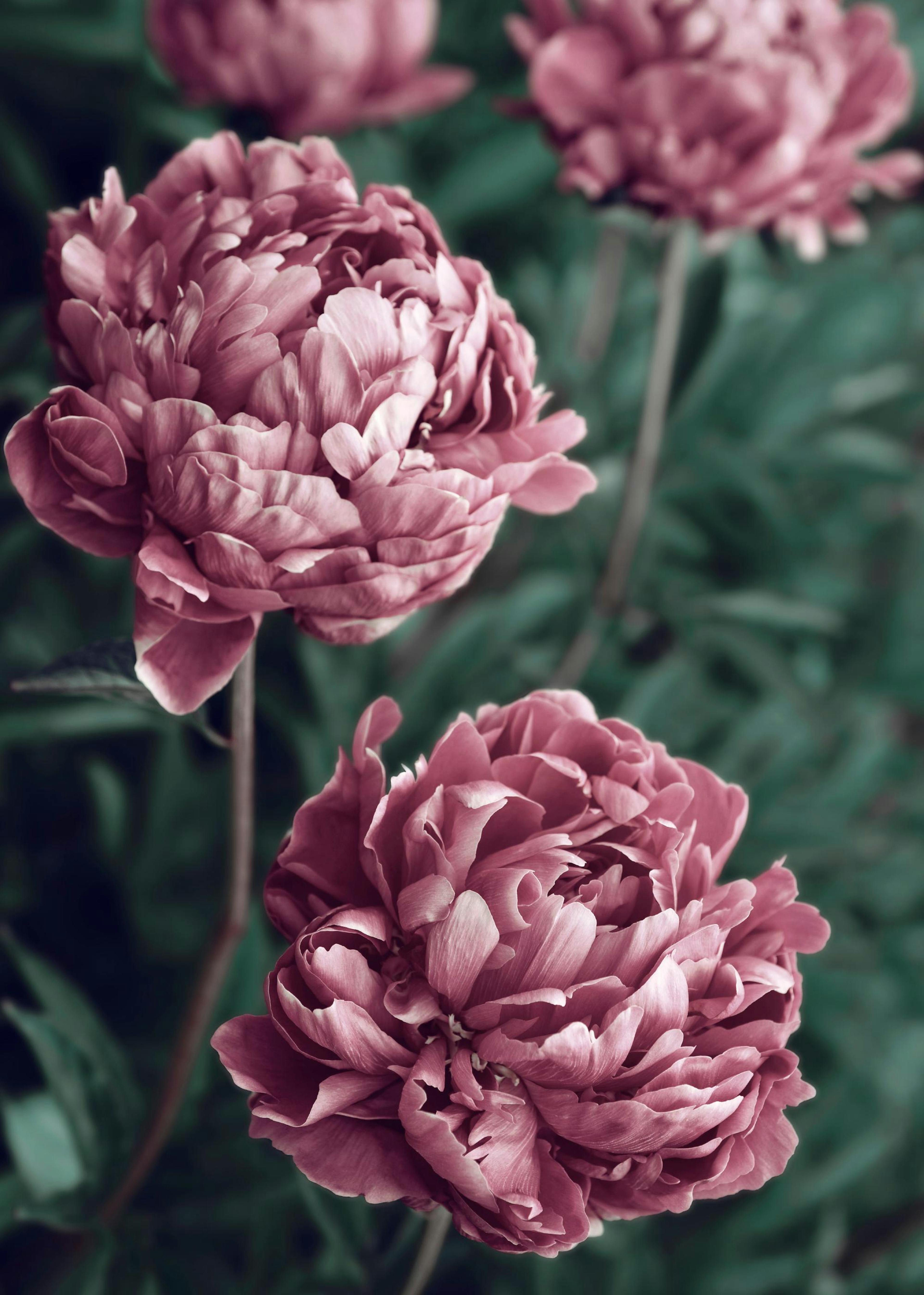 Peonies Rosas en Flor Póster 0