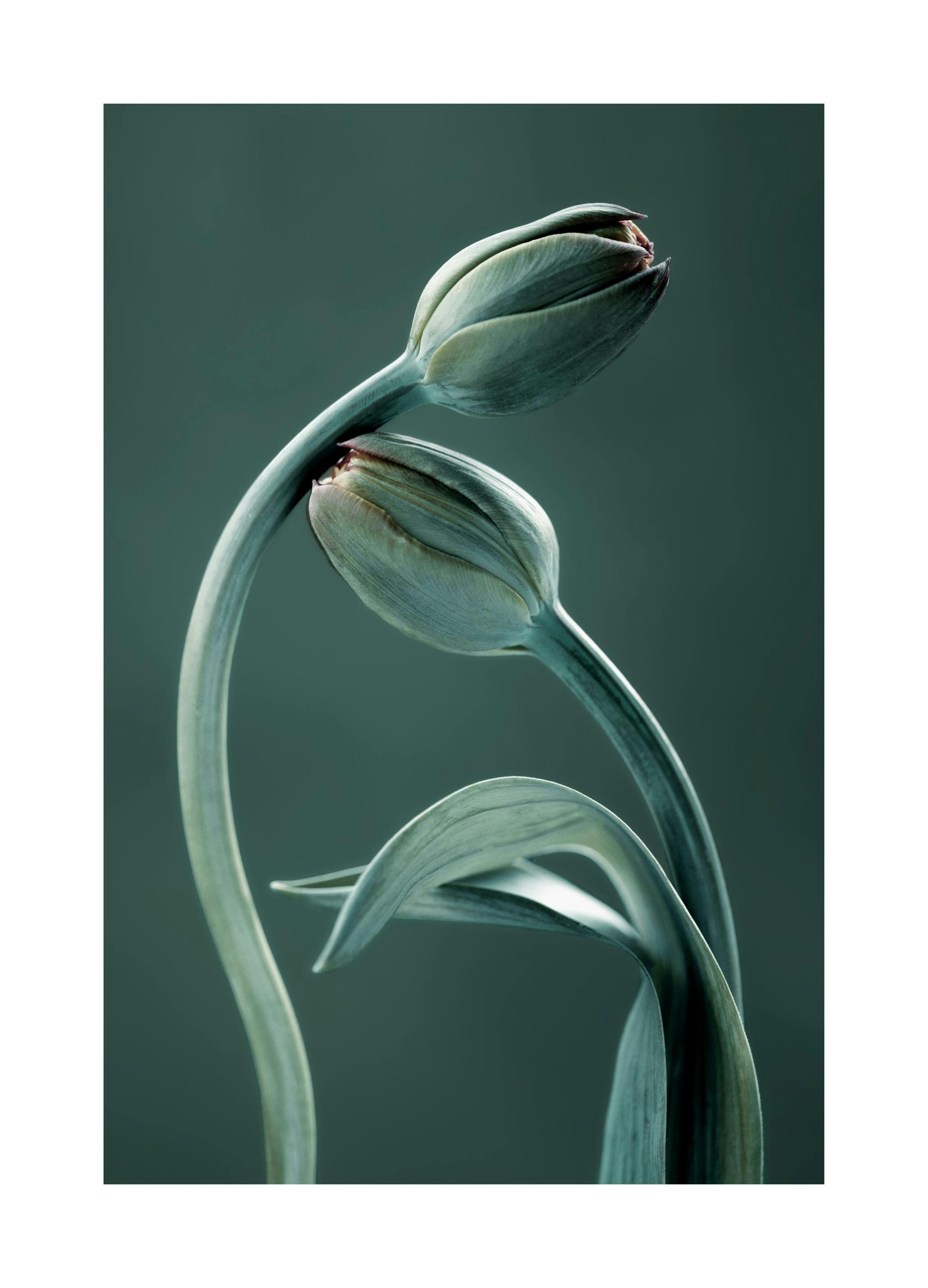 Tulip Buds Poster (50x70 cm) - Poster Store