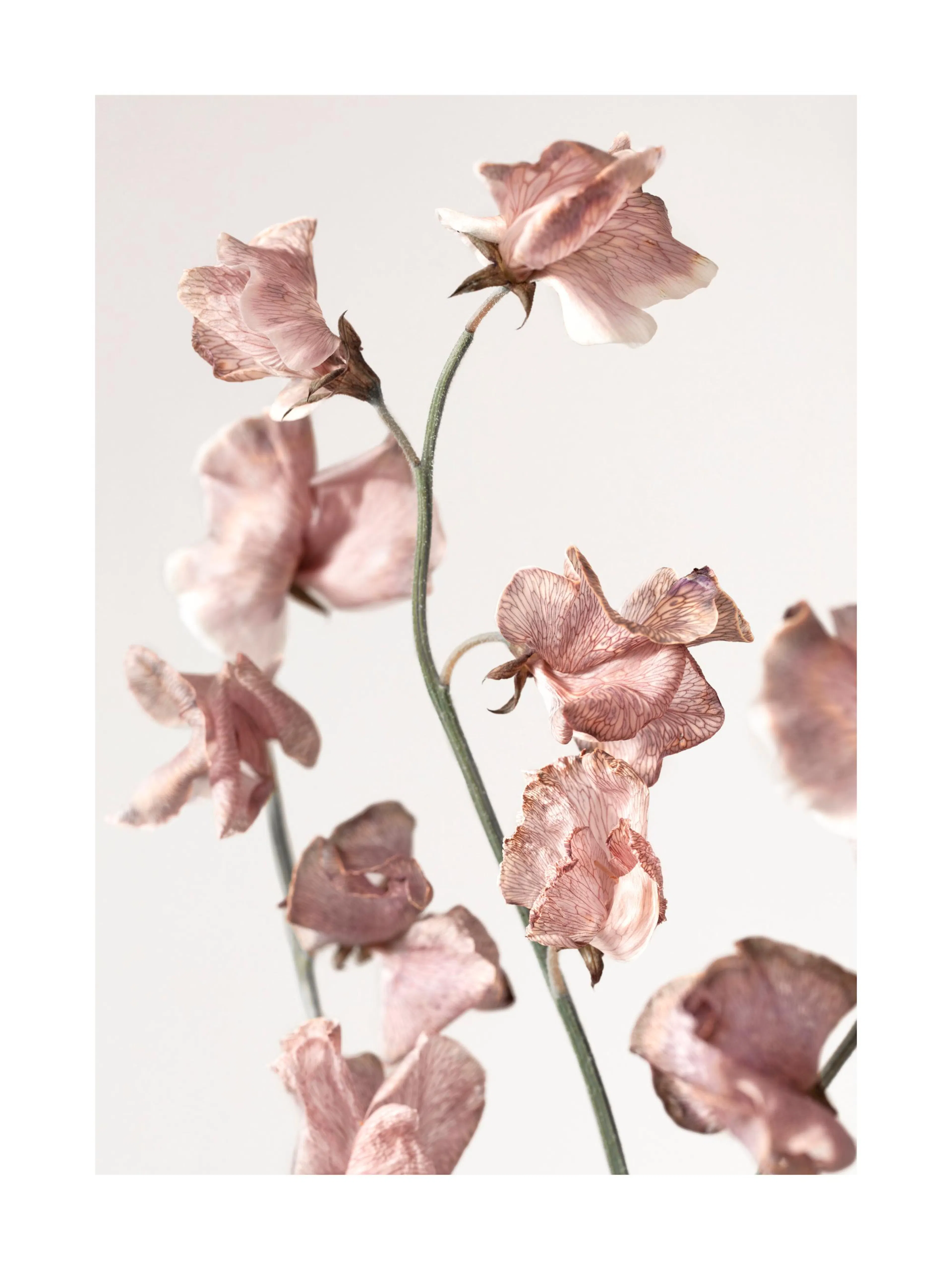 Poster de fleurs de pois de senteur rose pâle et séchées sur un fond blanc uni.