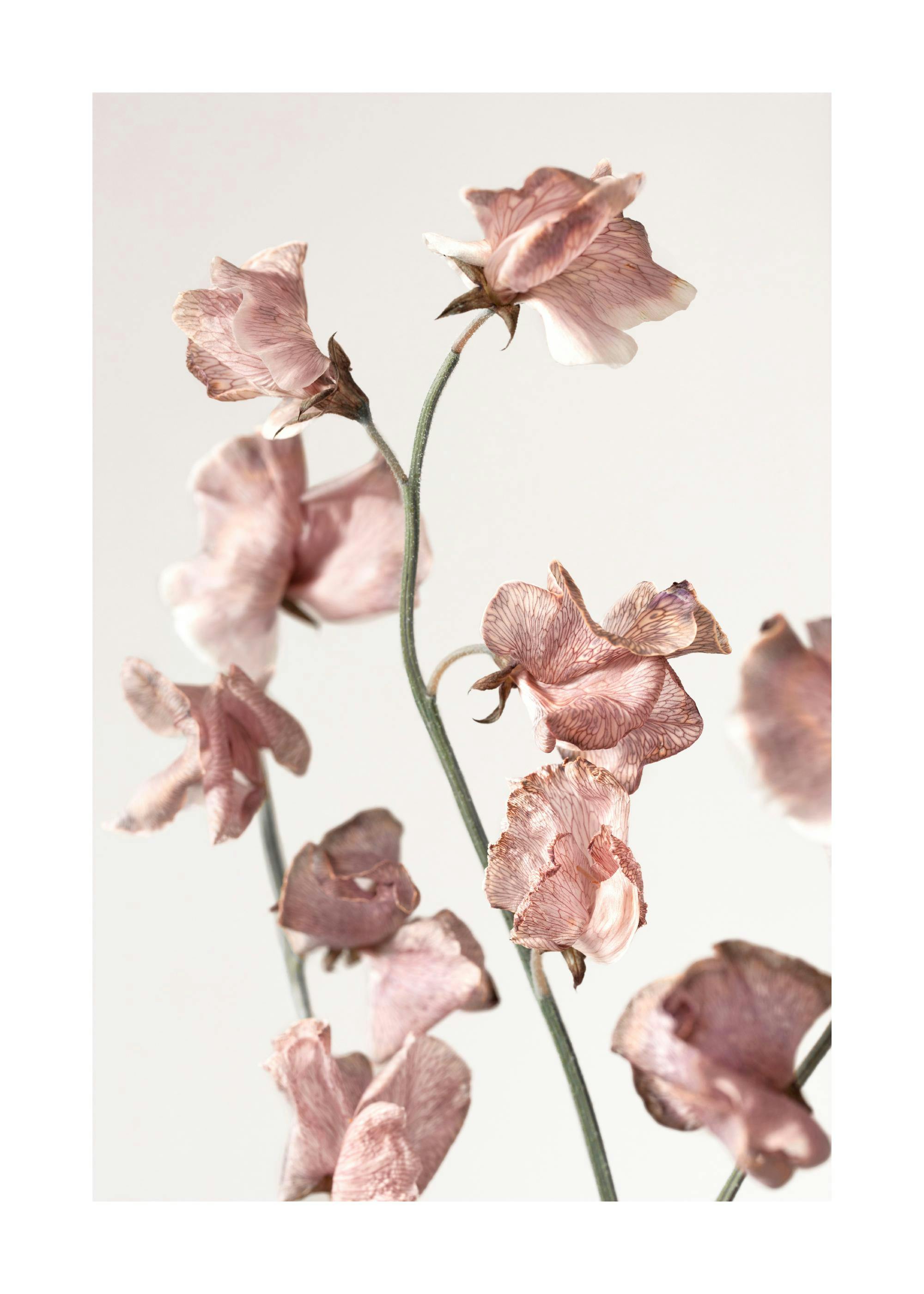 Un poster de fleurs de pois de senteur rose pâle et séchées sur fond clair.