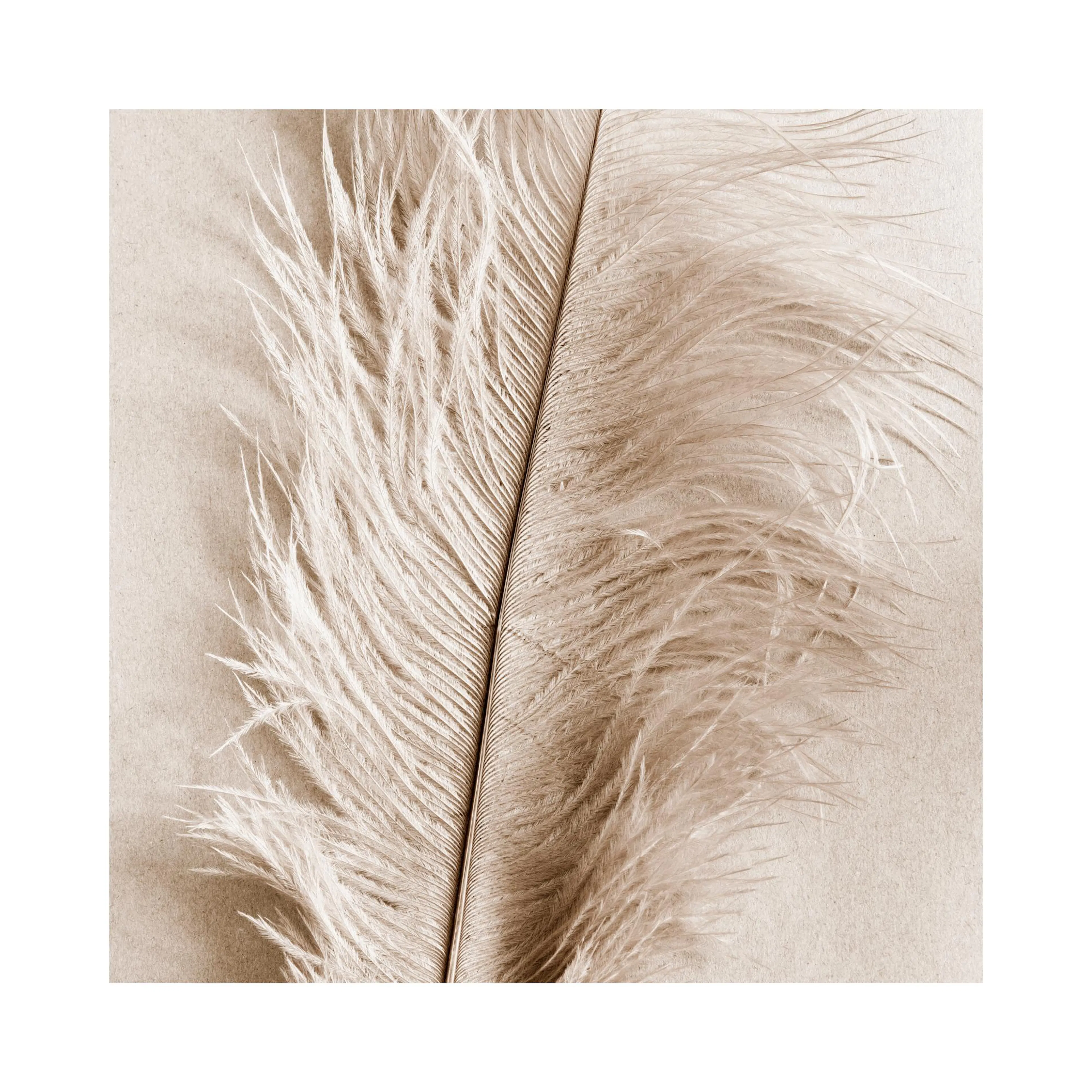 Poster dune plume dautruche beige sur fond neutre. Levage plumeux accentue la texture douce de la plume.