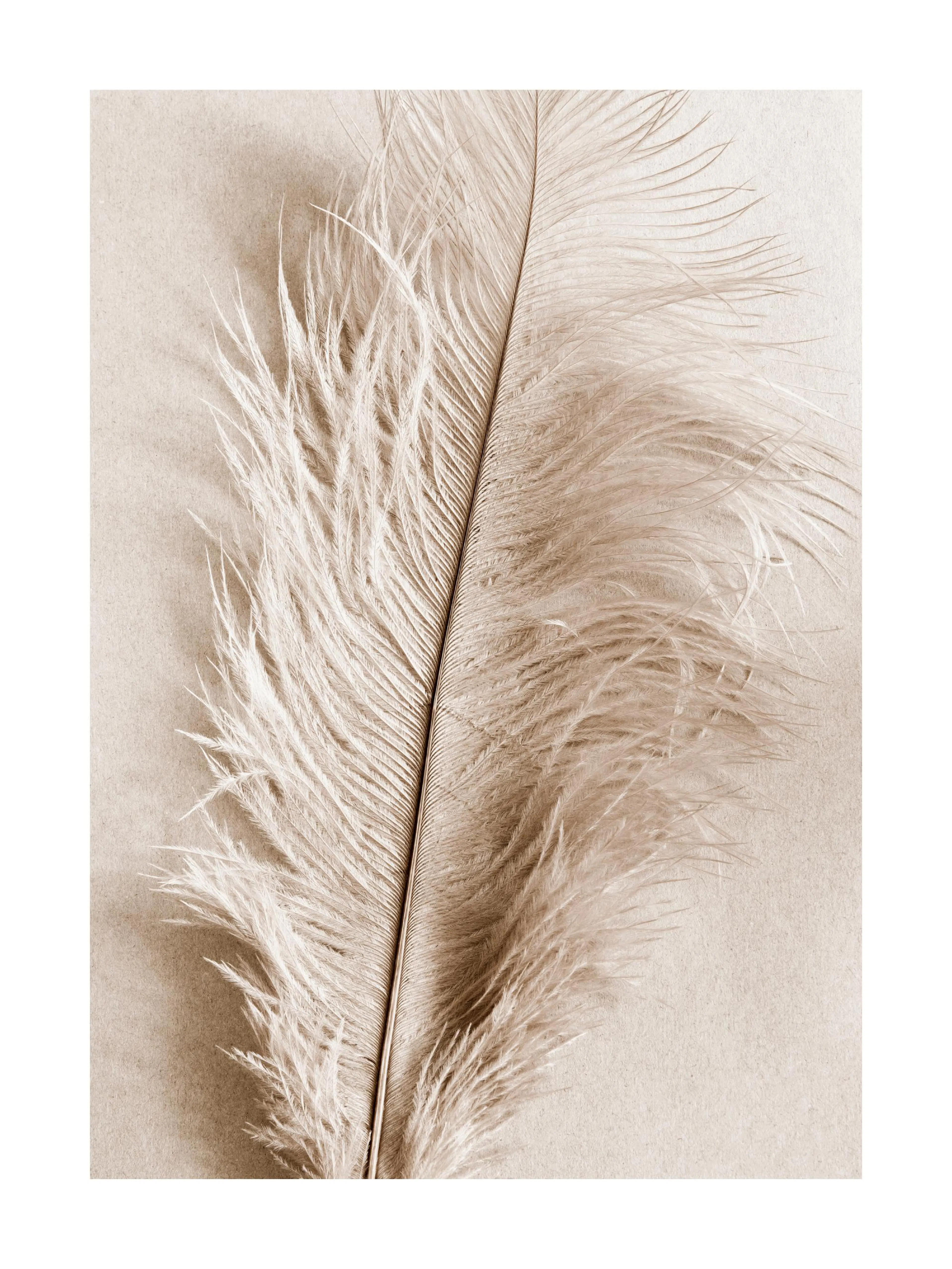 Póster monocromático sepia de una pluma grande y esponjosa sobre un fondo texturizado.
