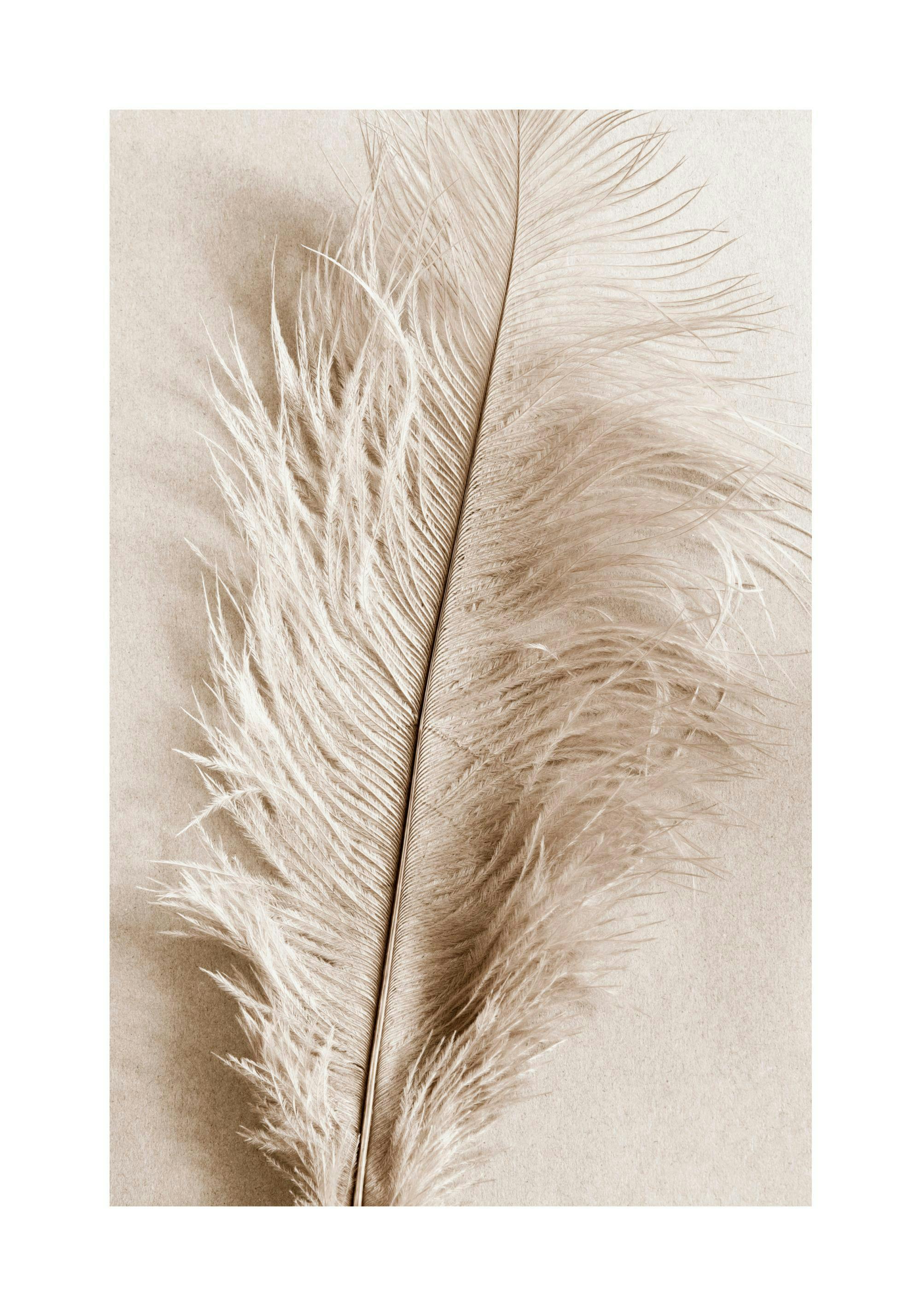 Ein Poster mit einer beigen Feder in Sepiatönen auf hellem Hintergrund.