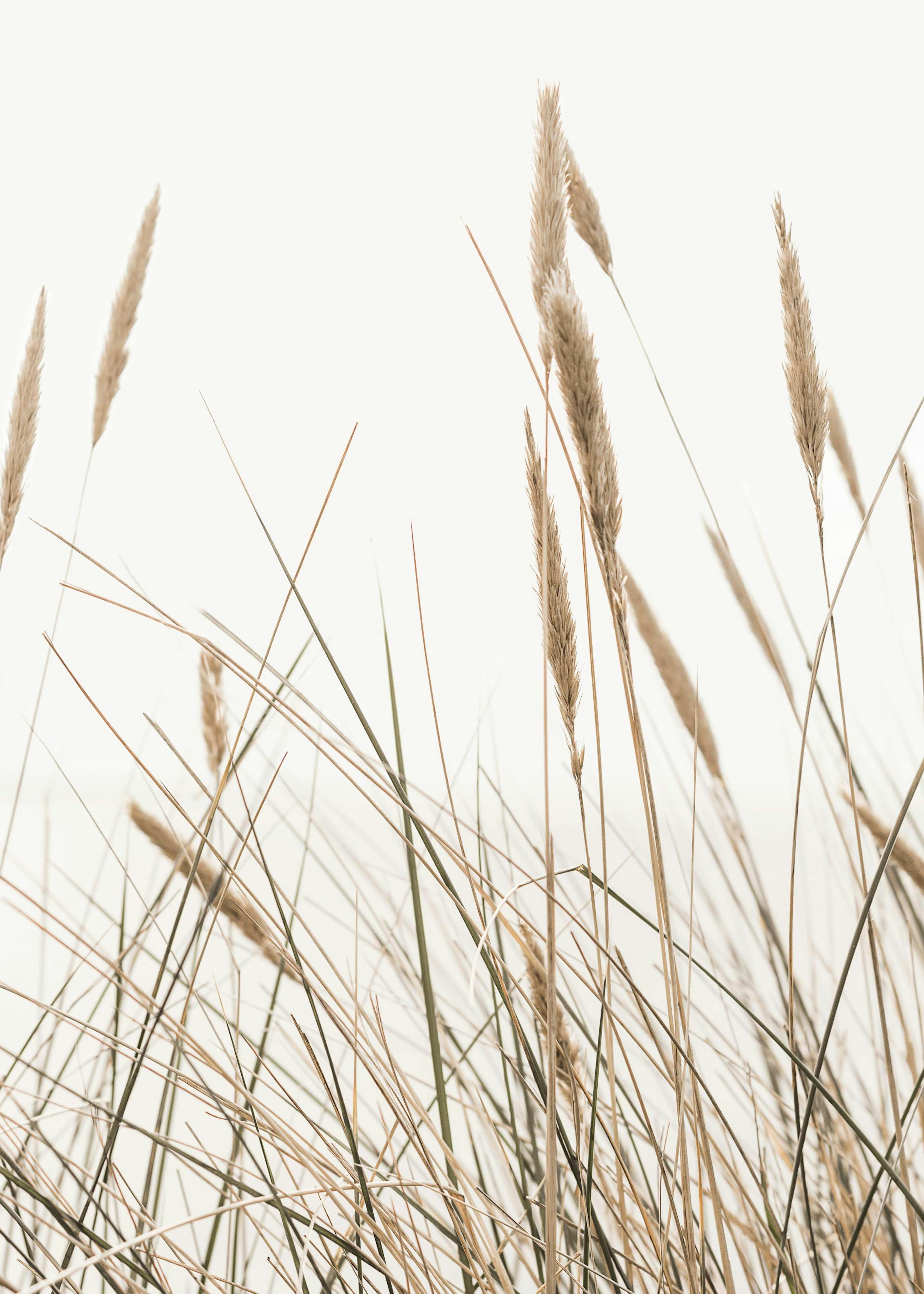 Swaying Reeds Poster 0