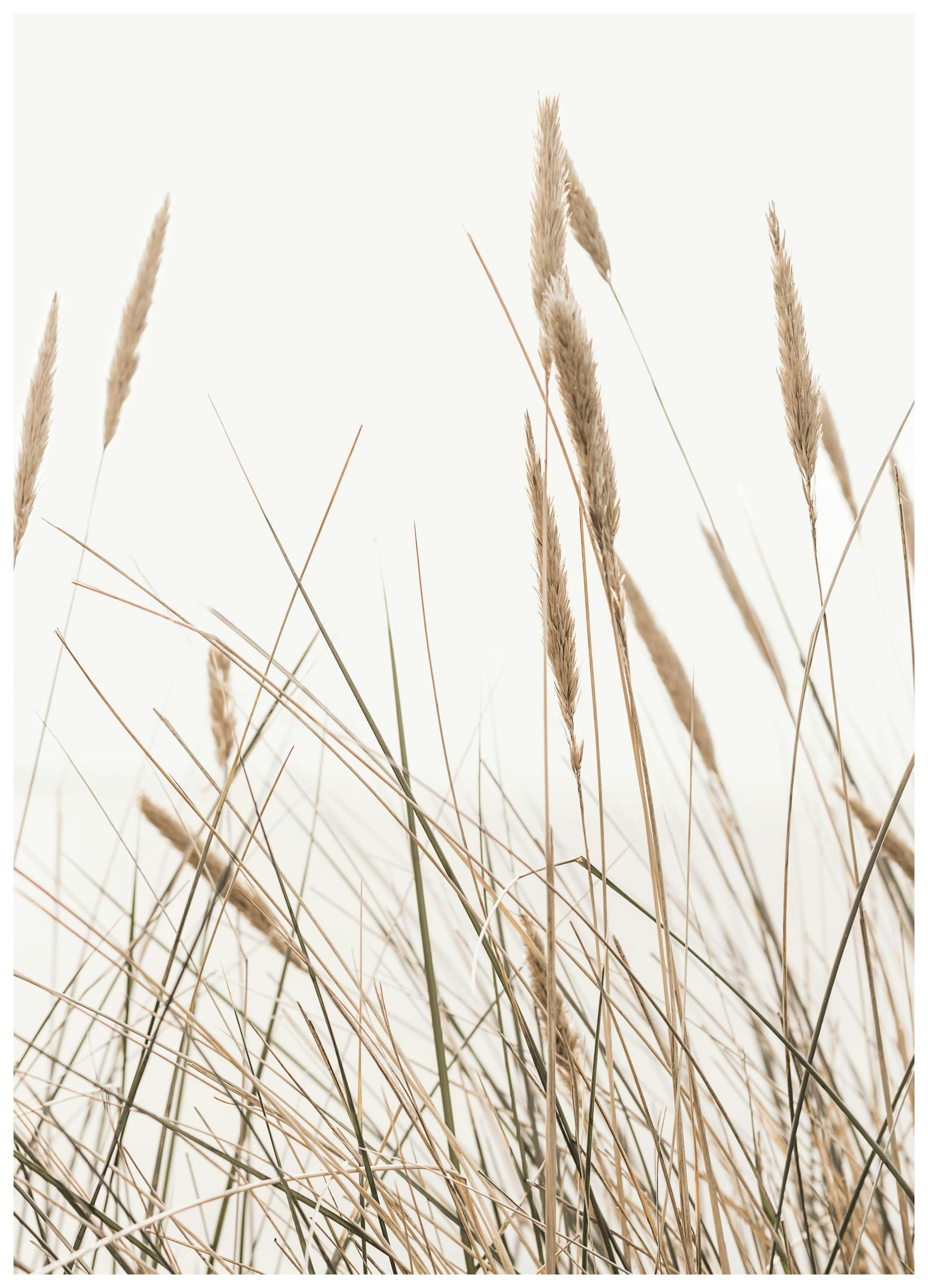 Plakat Kołyszące Się Trzciny (50x70 cm) - Poster Store