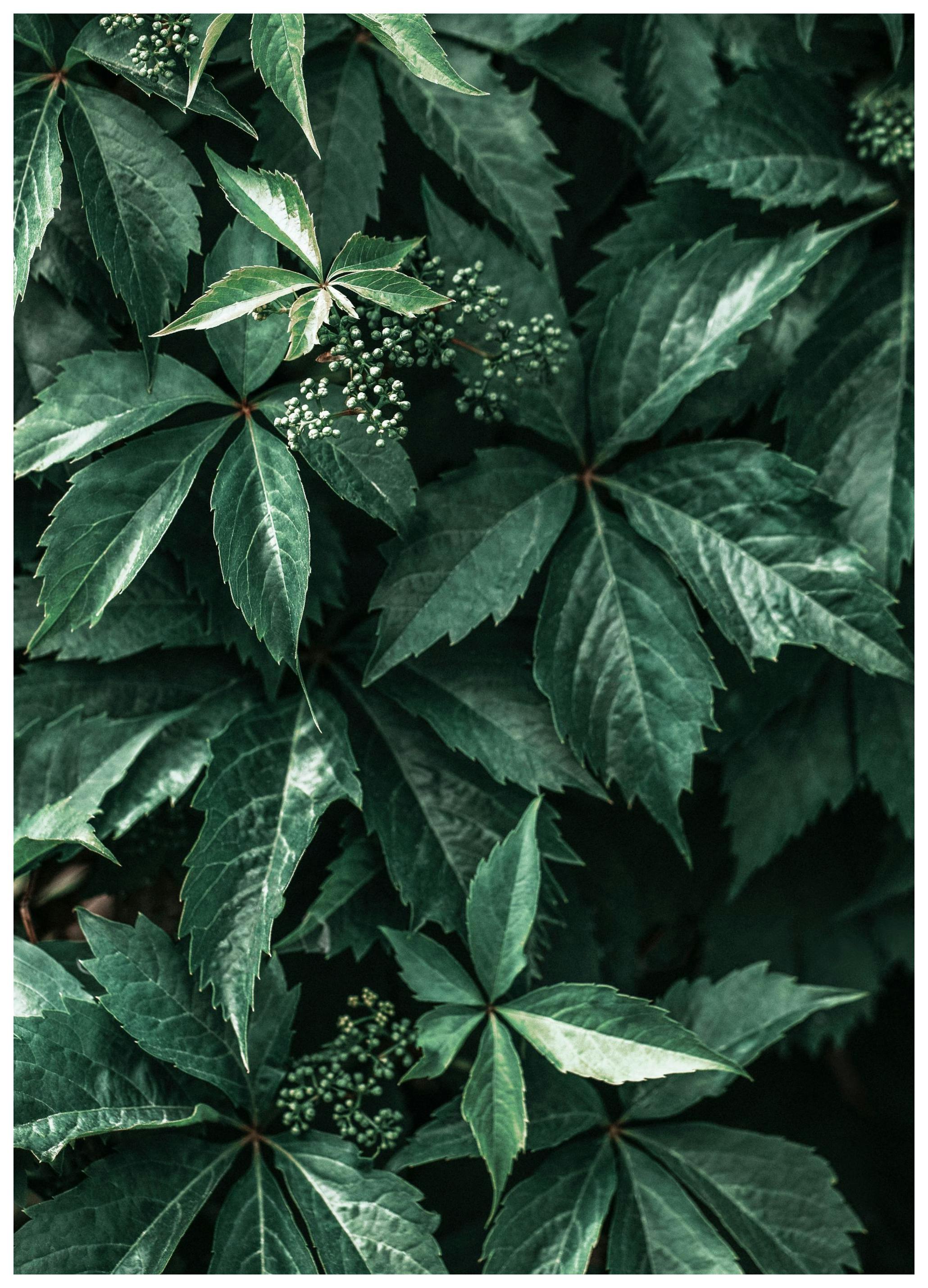 Wild Grape Leaves Poster (21x30 cm) - Poster Store