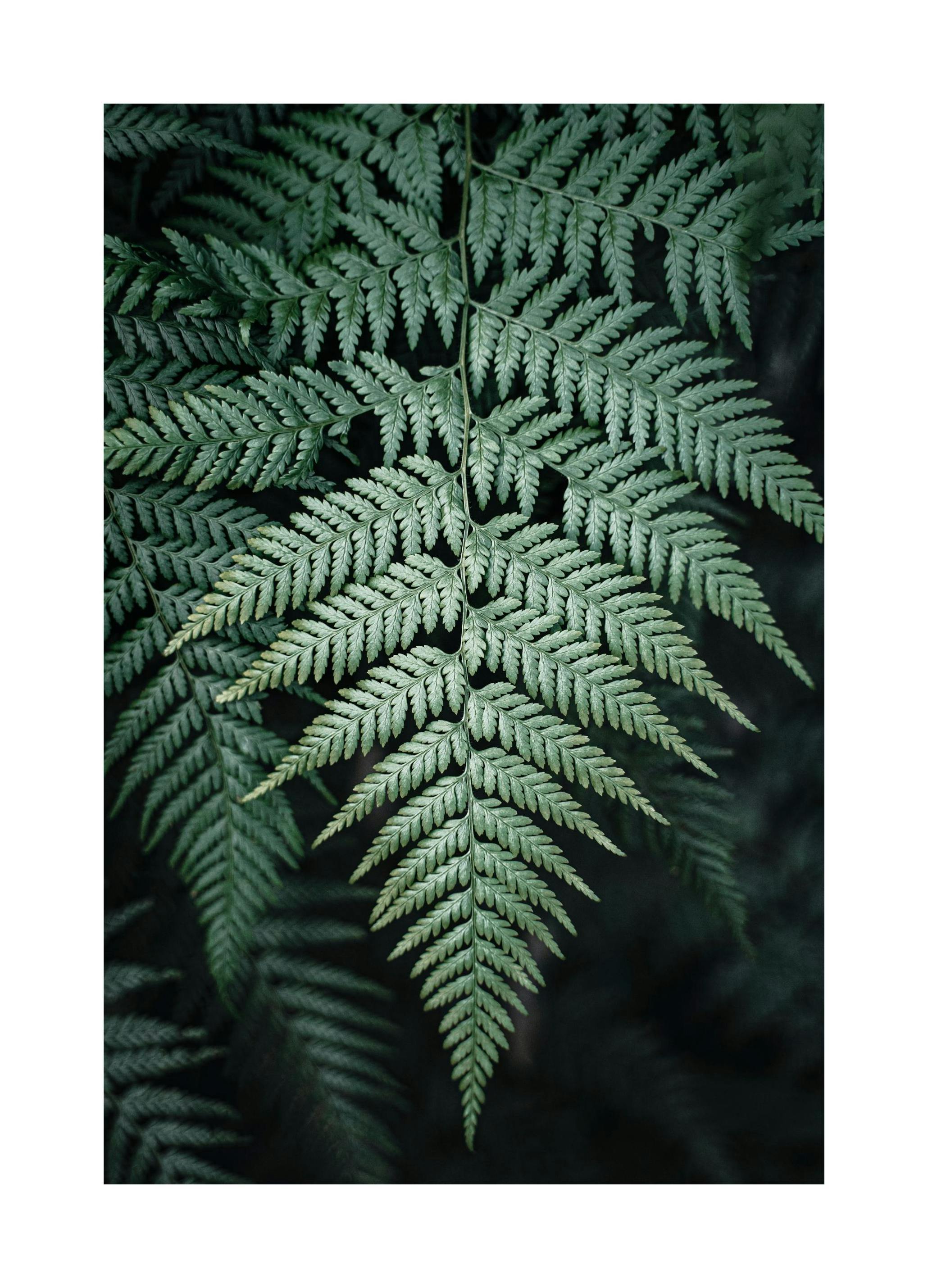 Wilde Varen Poster (30x40 cm) - Poster Store