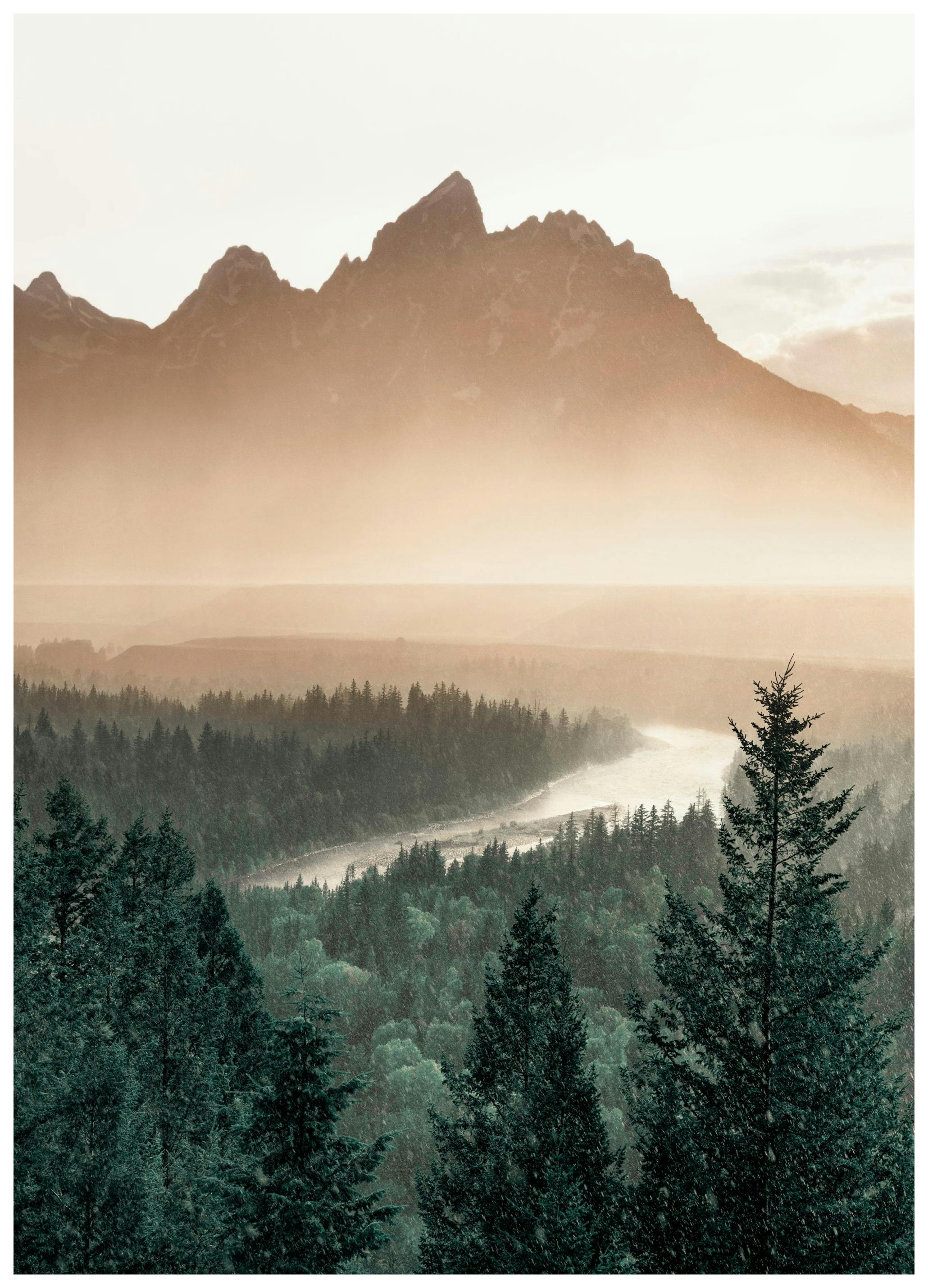 Pine Tree Valley Poster (21x30 cm) - Poster Store
