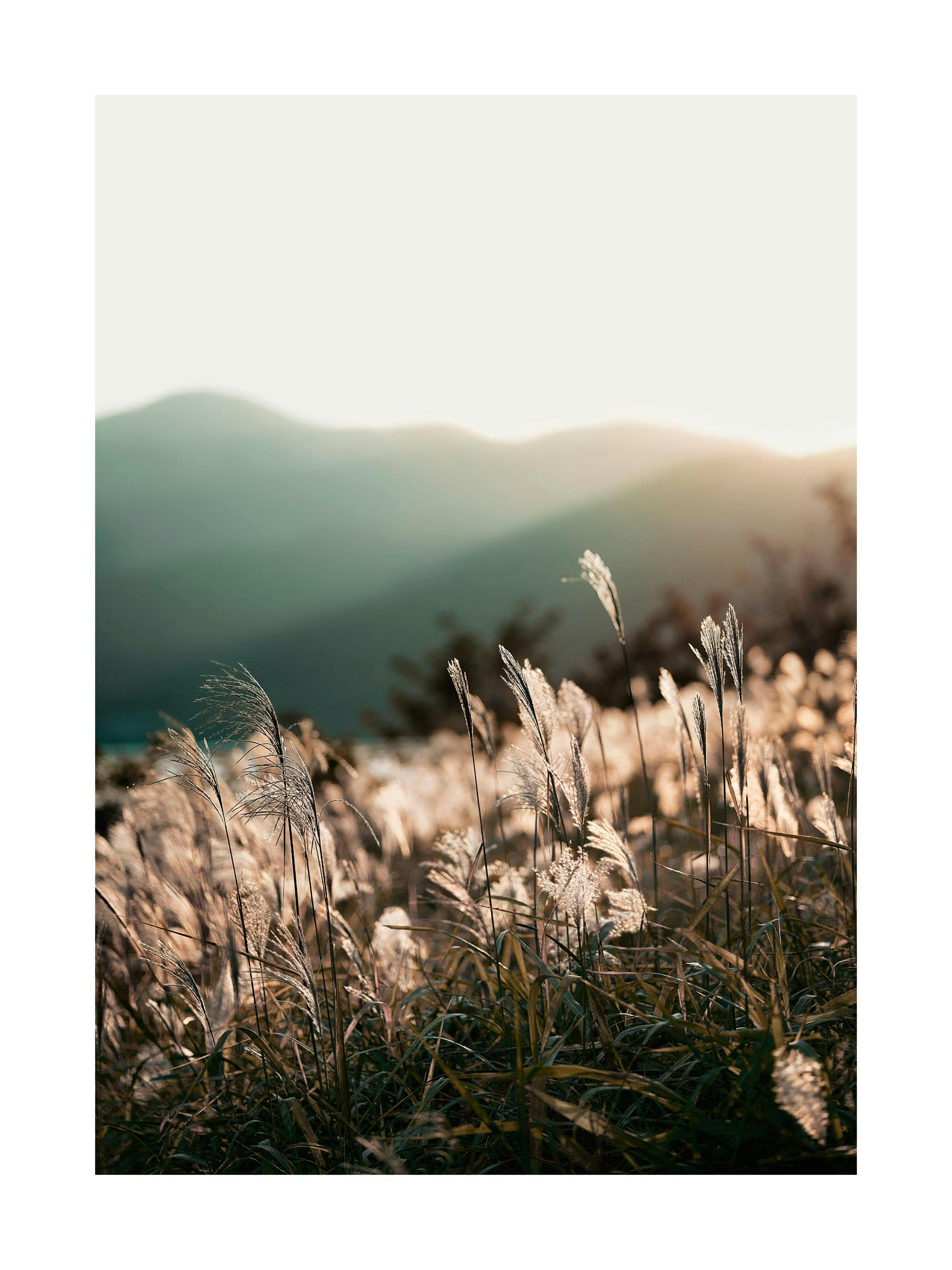 Un poster cu iarbă de pampas aurie, iluminată de soare, având în fundal dealuri blânde sub un cer deschis.