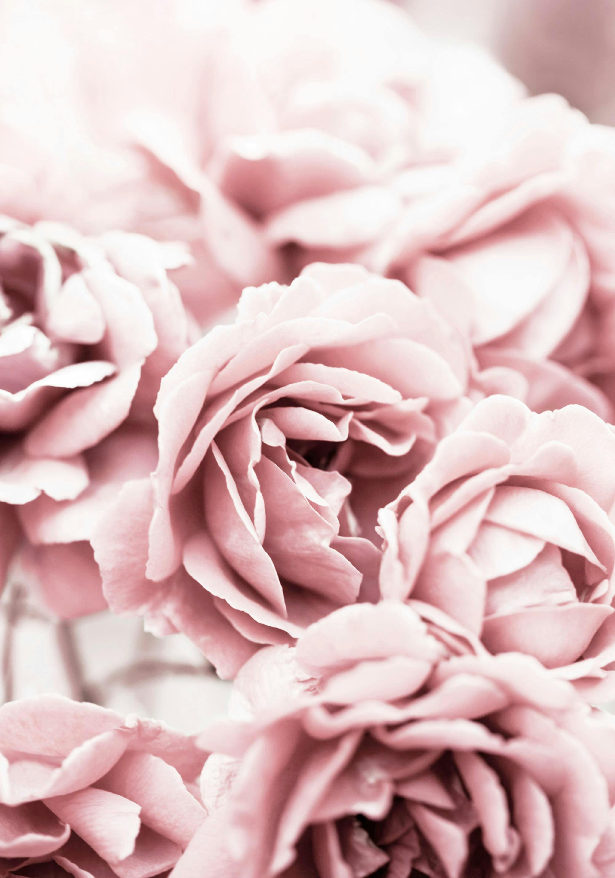 En plakat av en bukett med lyserosa roser, der noen av dem er i fokus og andre er ute av fokus.