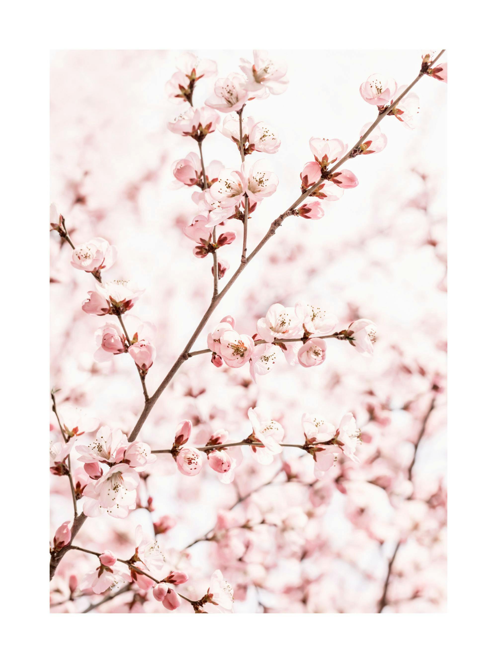 En plakat av delikate rosa kirsebærblomster på brune grener, med en lys, uskarp bakgrunn.