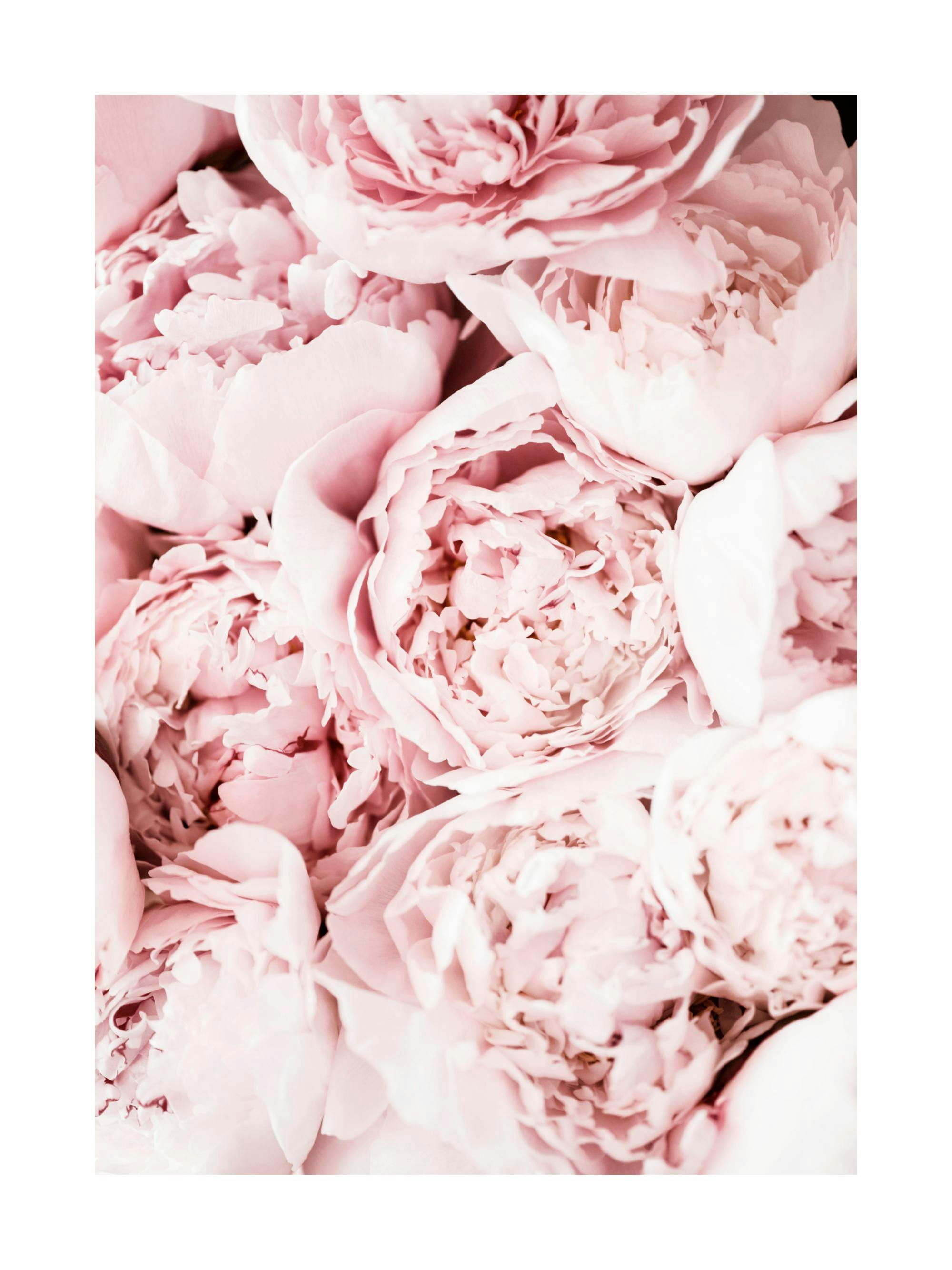 Plakat med nærbilde av myke, lyserøde peoner som fyller hele bildet.